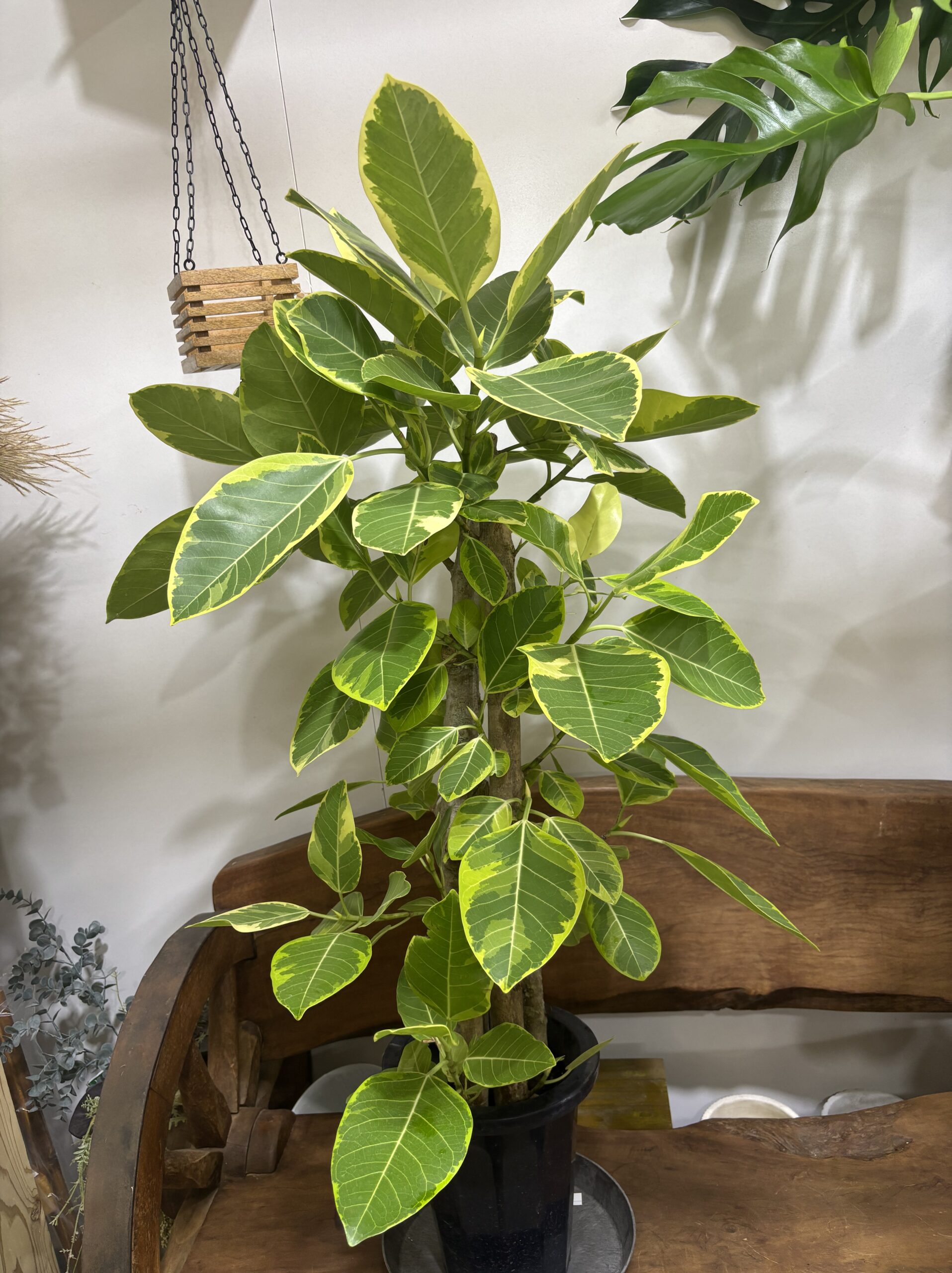 フィカス・アルテシーマ - 画像 (8)