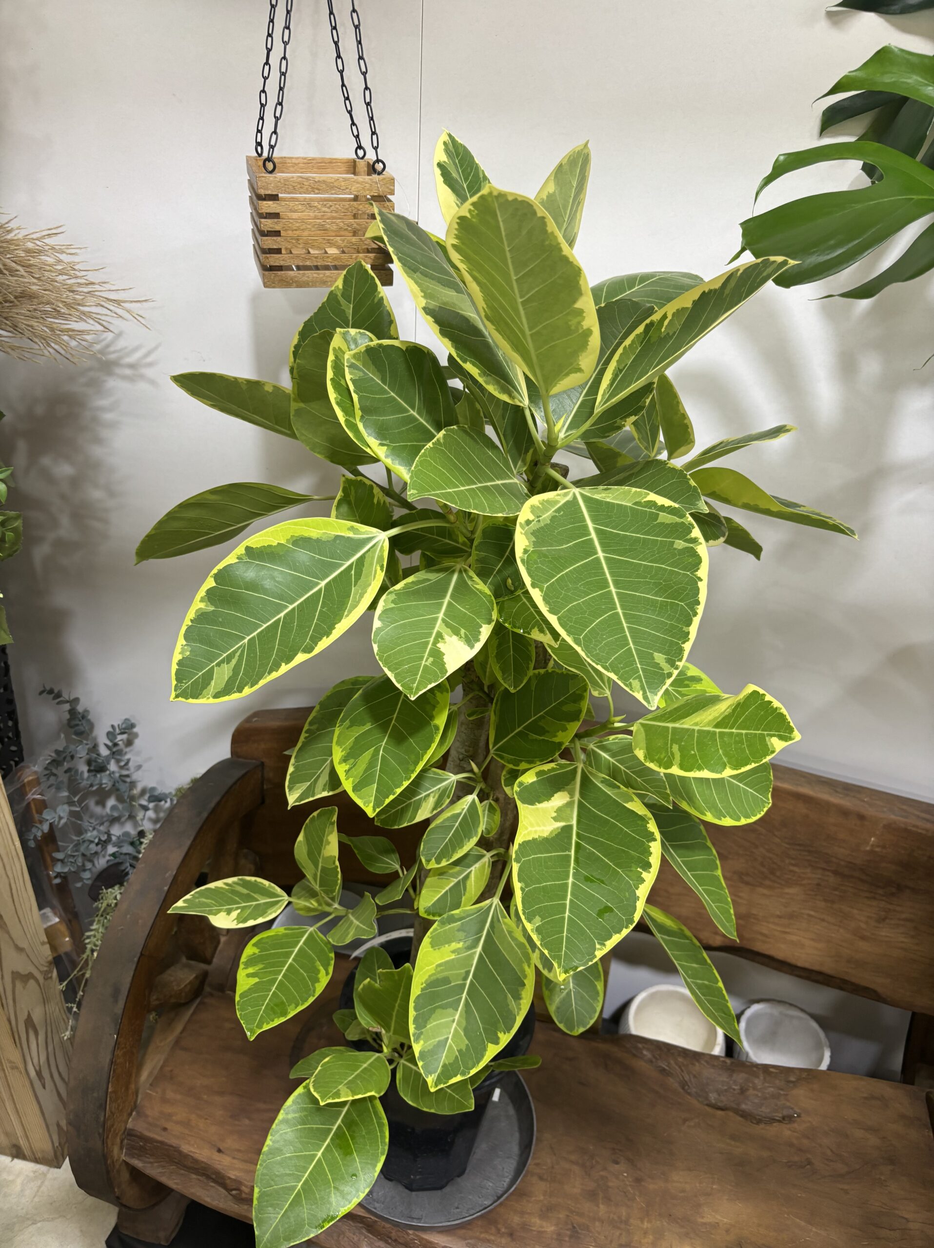 フィカス・アルテシーマ - 画像 (9)