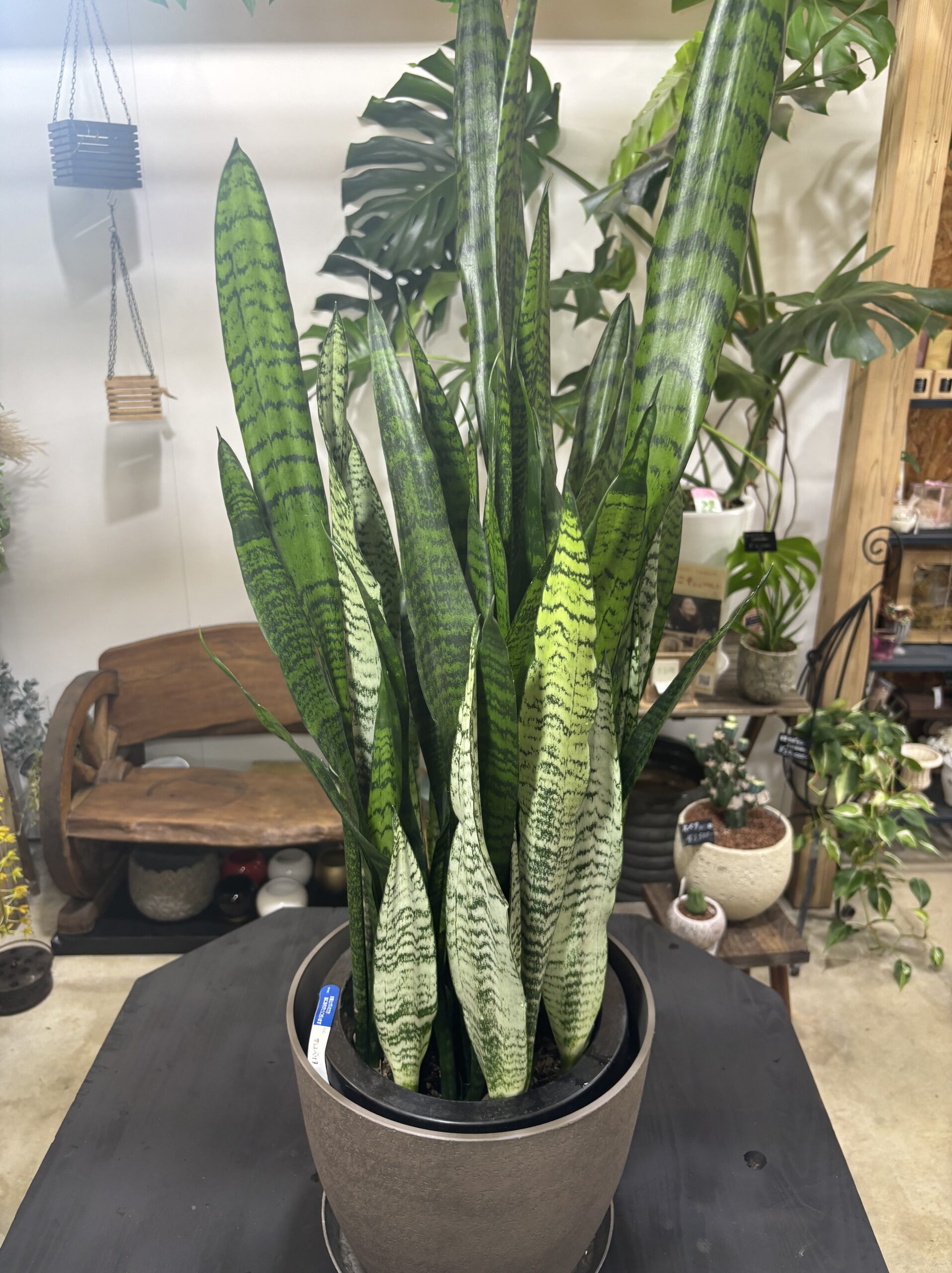雰囲気で選ぶオシャレな観葉植物