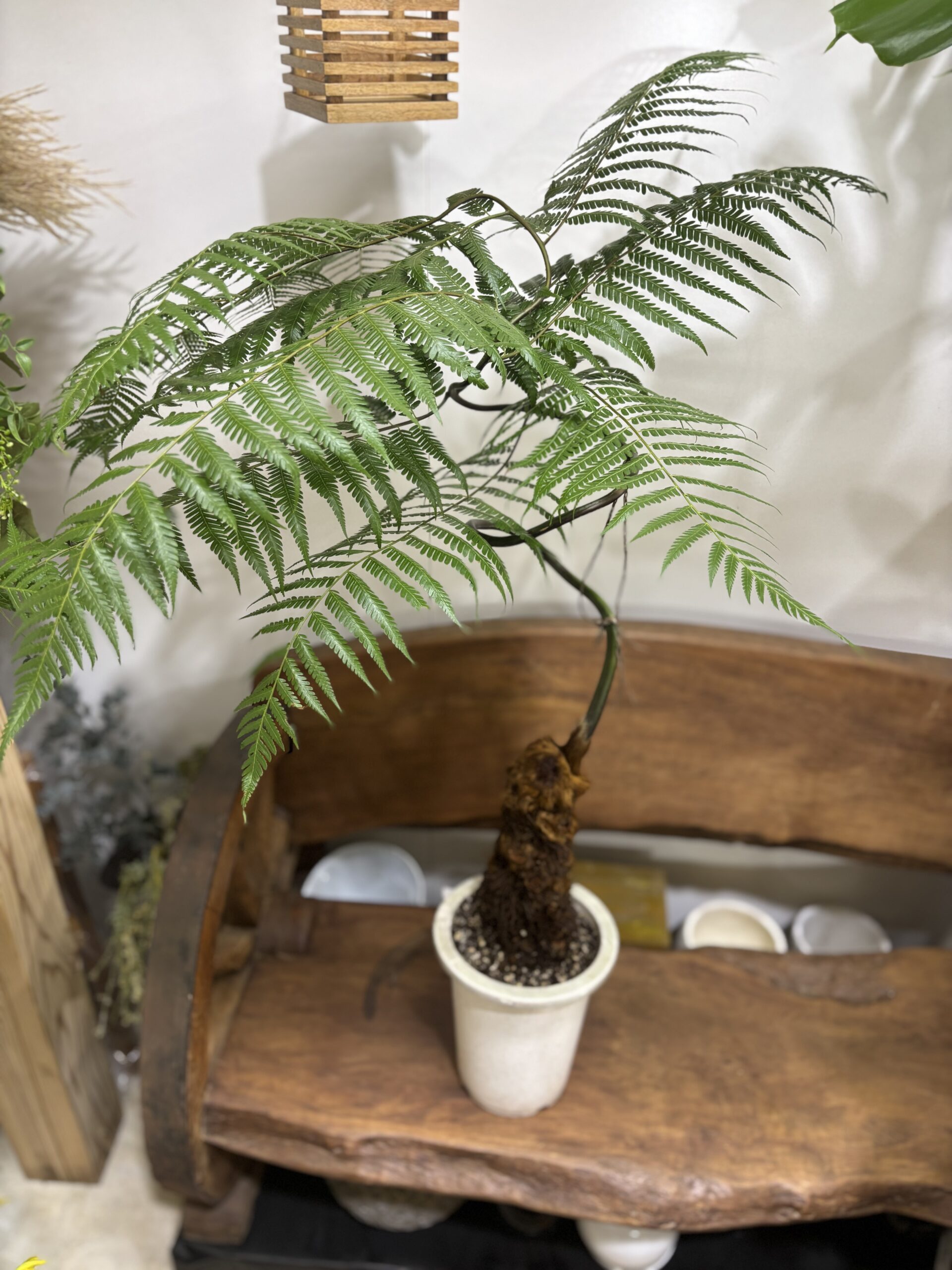 雰囲気で選ぶオシャレな観葉植物