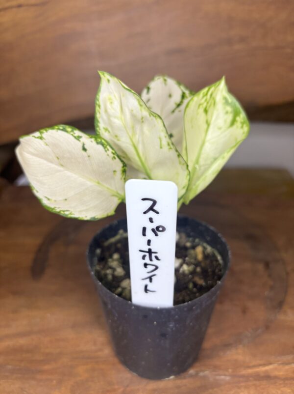 アグラオネマ　各種　3.5号 - 画像 (6)