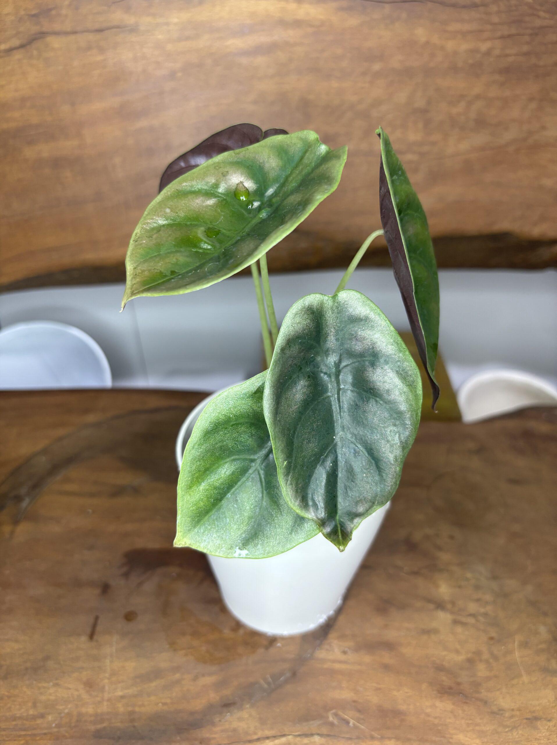 アロカシア・クプレア・ブラック　3.5号