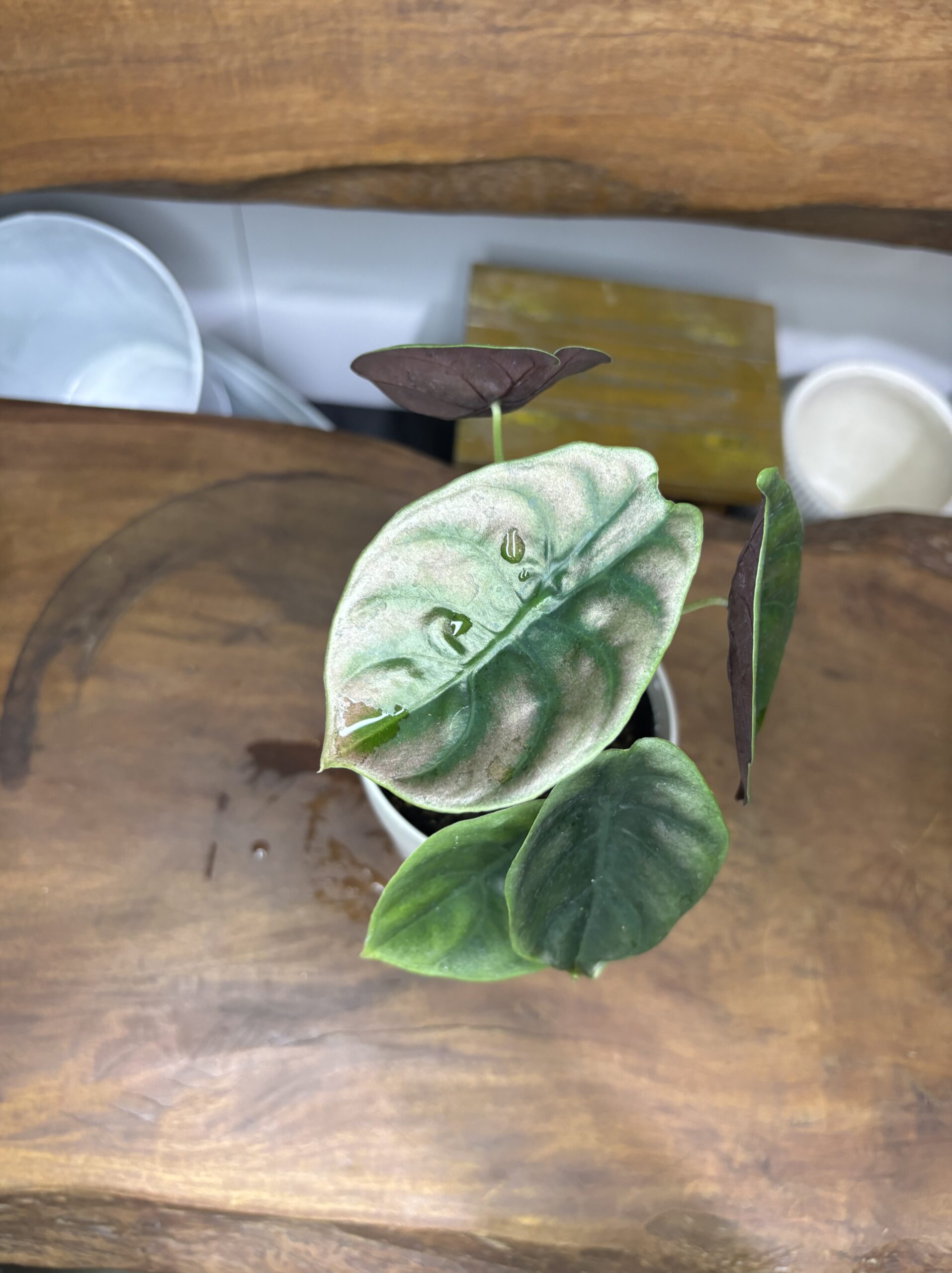 アロカシア・クプレア・ブラック　3.5号 - 画像 (6)