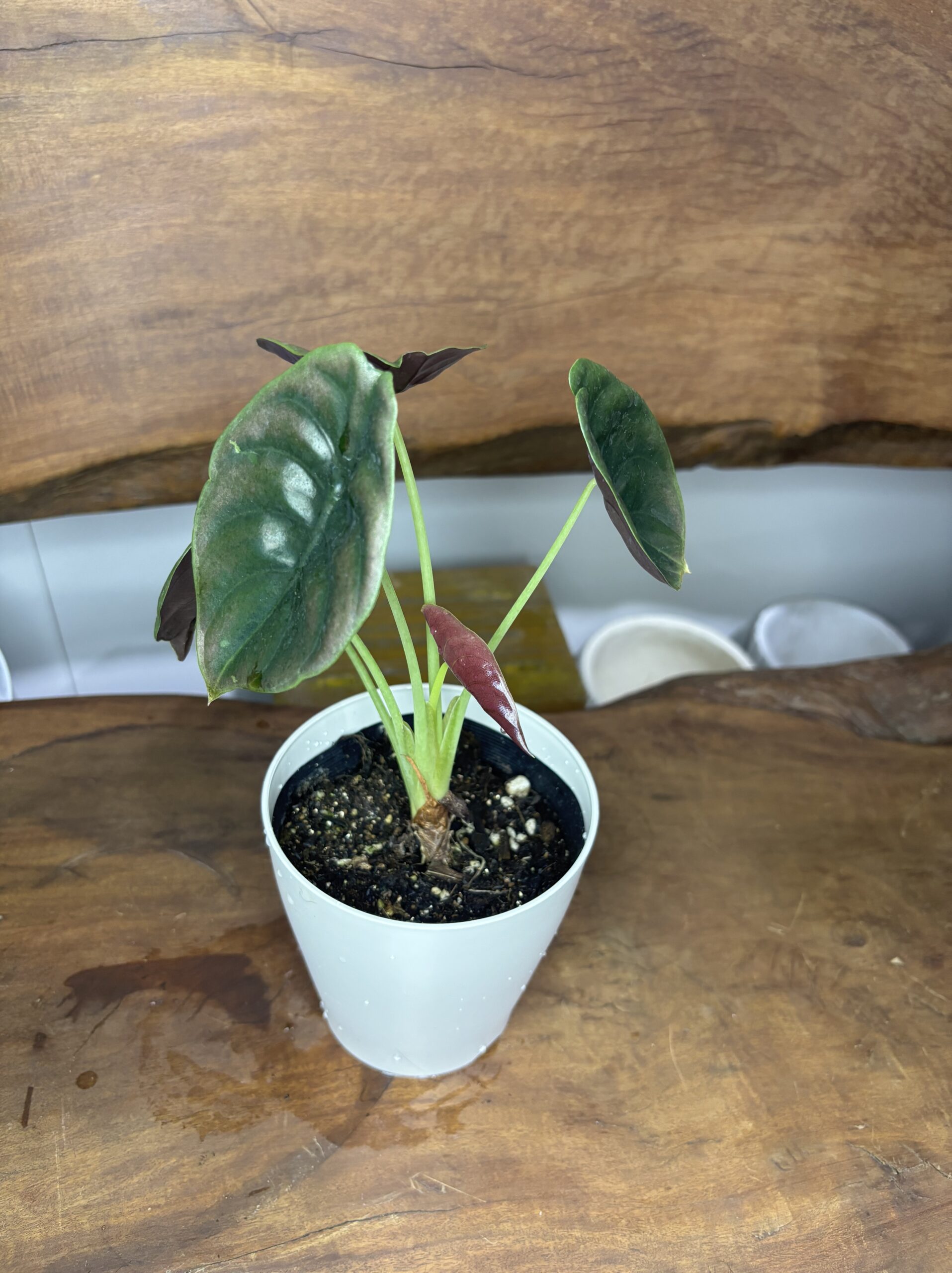アロカシア・クプレア・ブラック　3.5号 - 画像 (5)