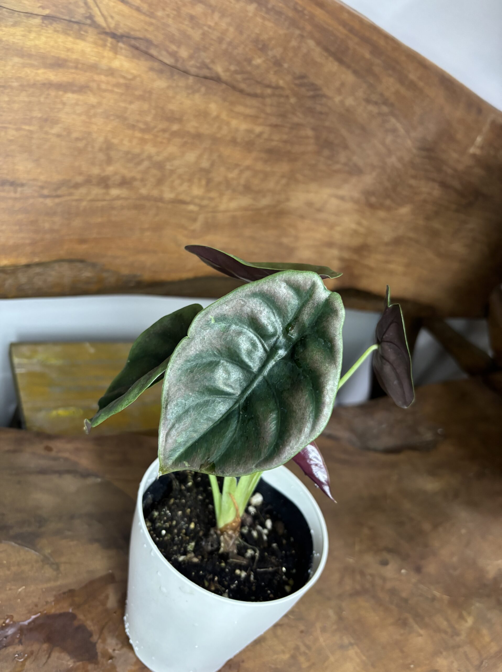 アロカシア・クプレア・ブラック　3.5号 - 画像 (2)
