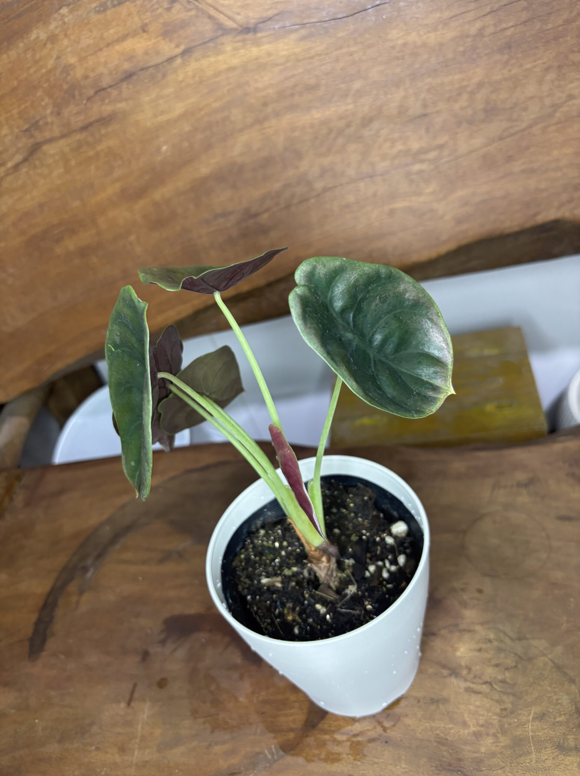 アロカシア・クプレア・ブラック　3.5号 - 画像 (4)
