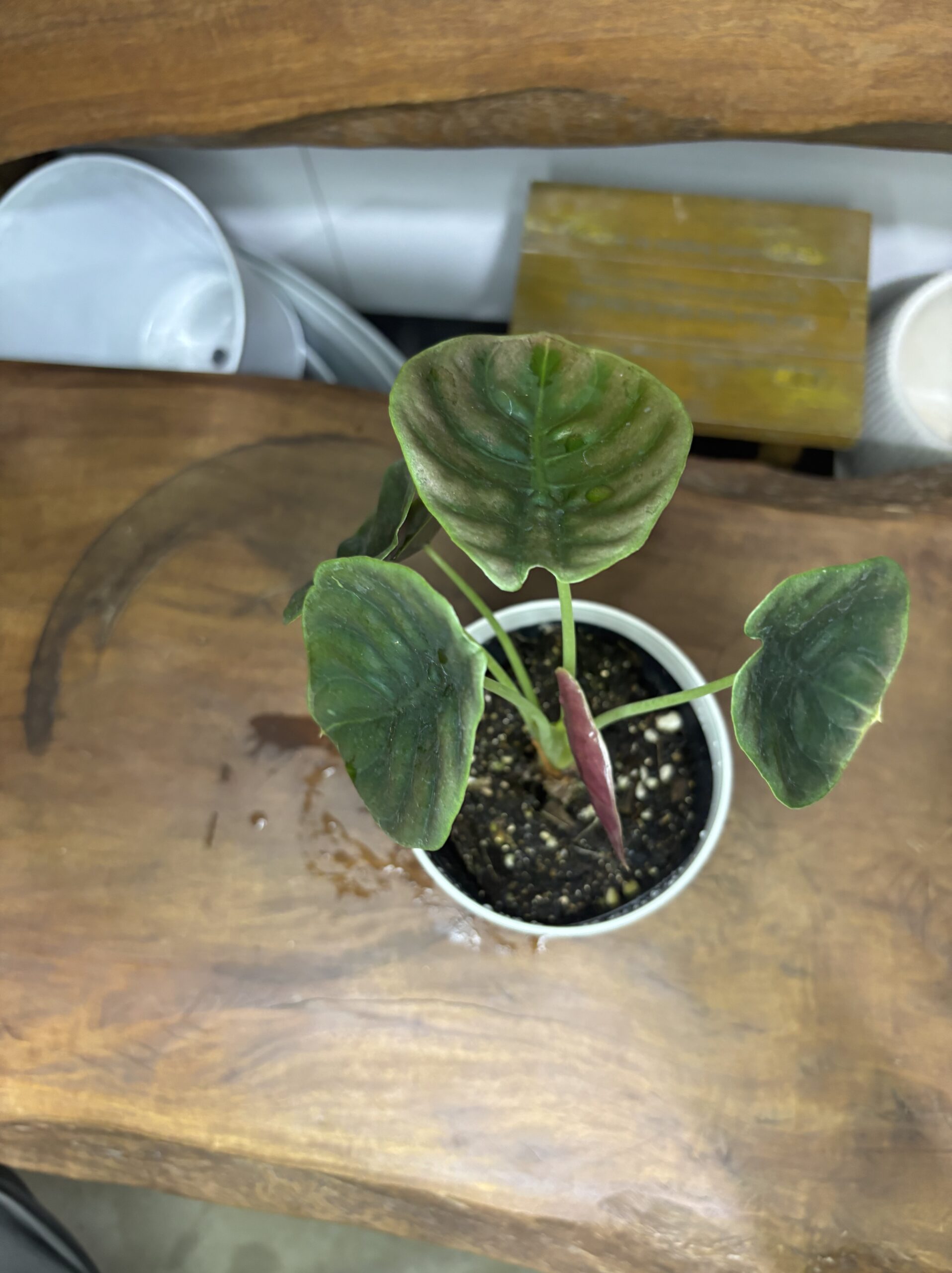 アロカシア・クプレア・ブラック　3.5号 - 画像 (3)