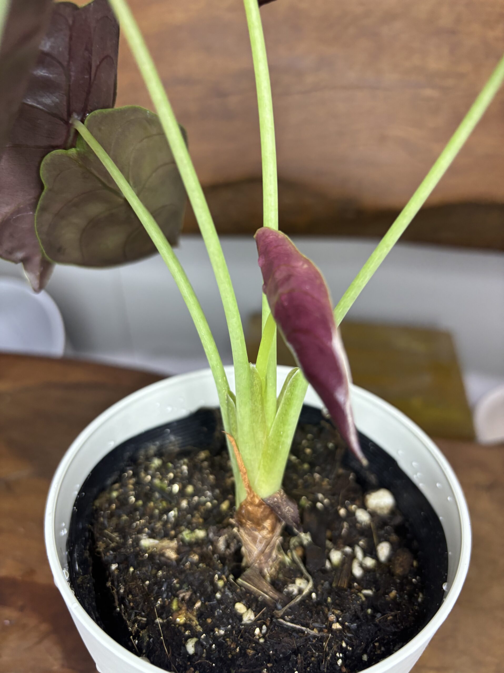 アロカシア・クプレア・ブラック　3.5号 - 画像 (7)