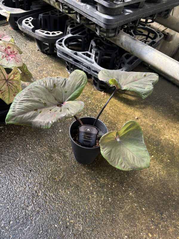 カラジウム　各種　4号 - 画像 (2)