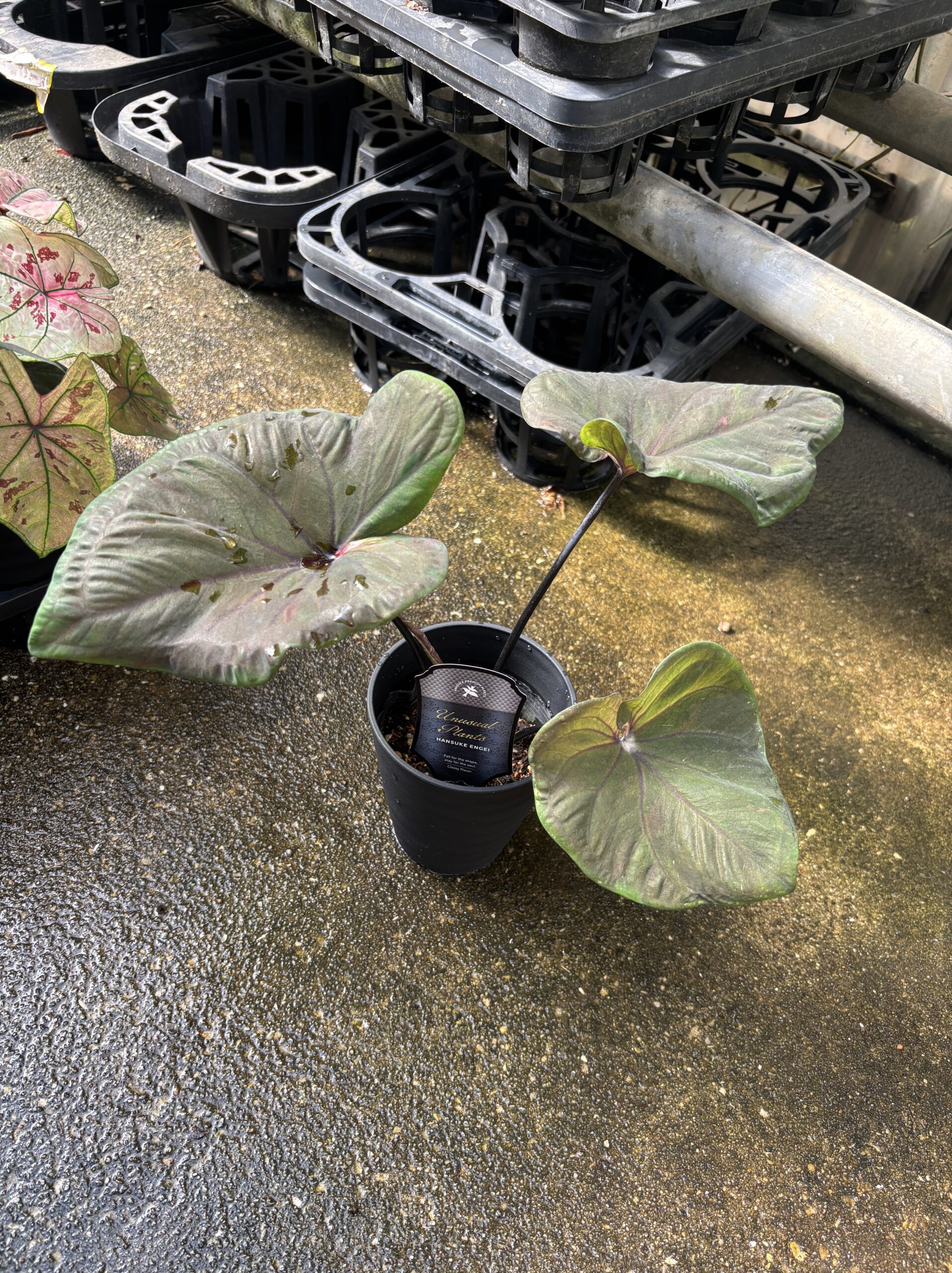 カラジウム 各種 4号 - 画像 (2)