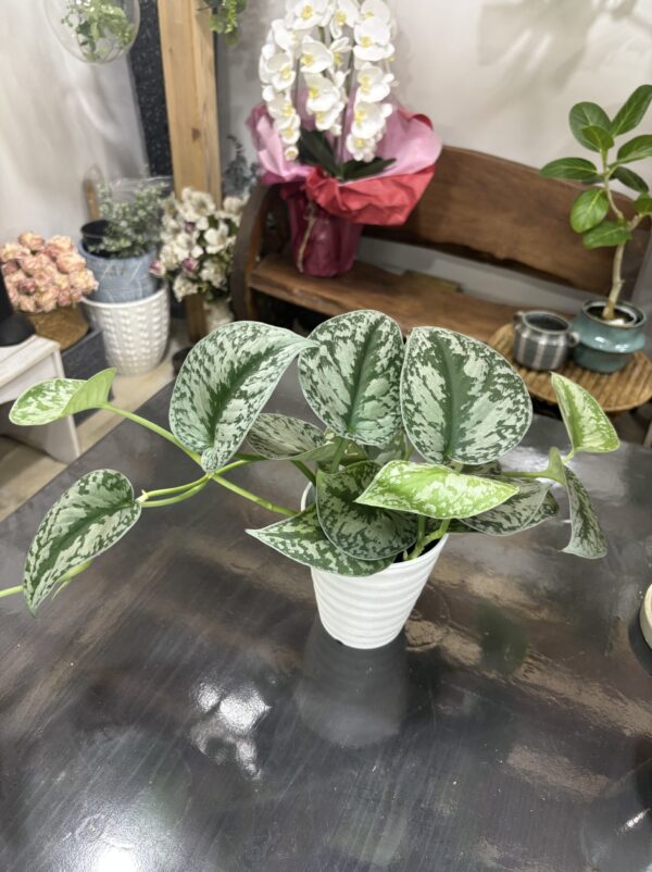 スキンダプサス・トレビー | Plants Shop Big Smile 通販