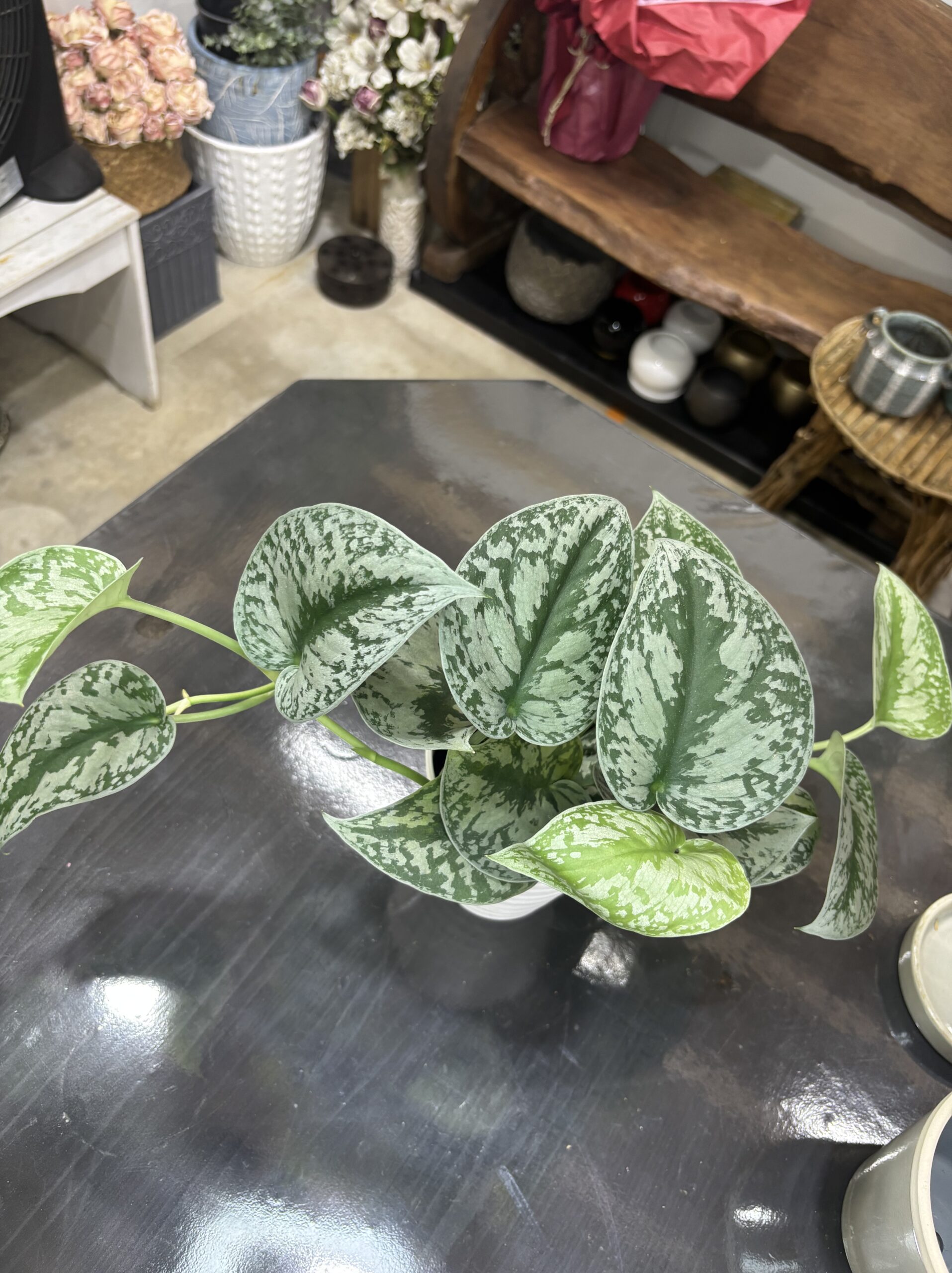 スキンダプサス・トレビー - 画像 (6)