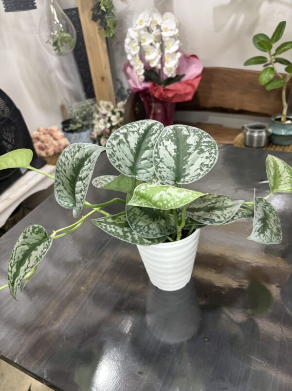 スキンダプサス・トレビー | Plants Shop Big Smile 通販