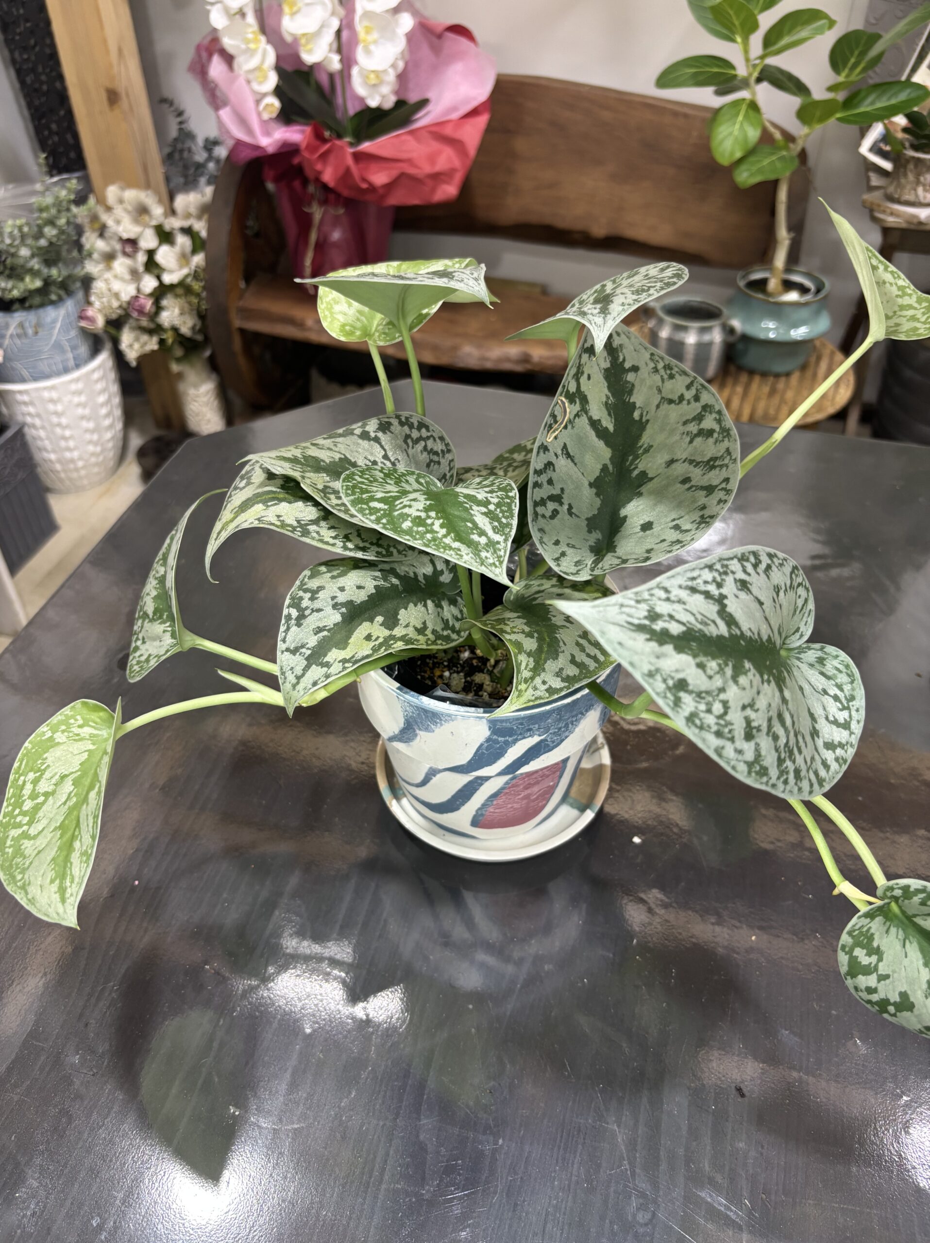 スキンダプサス・トレビー - 画像 (8)