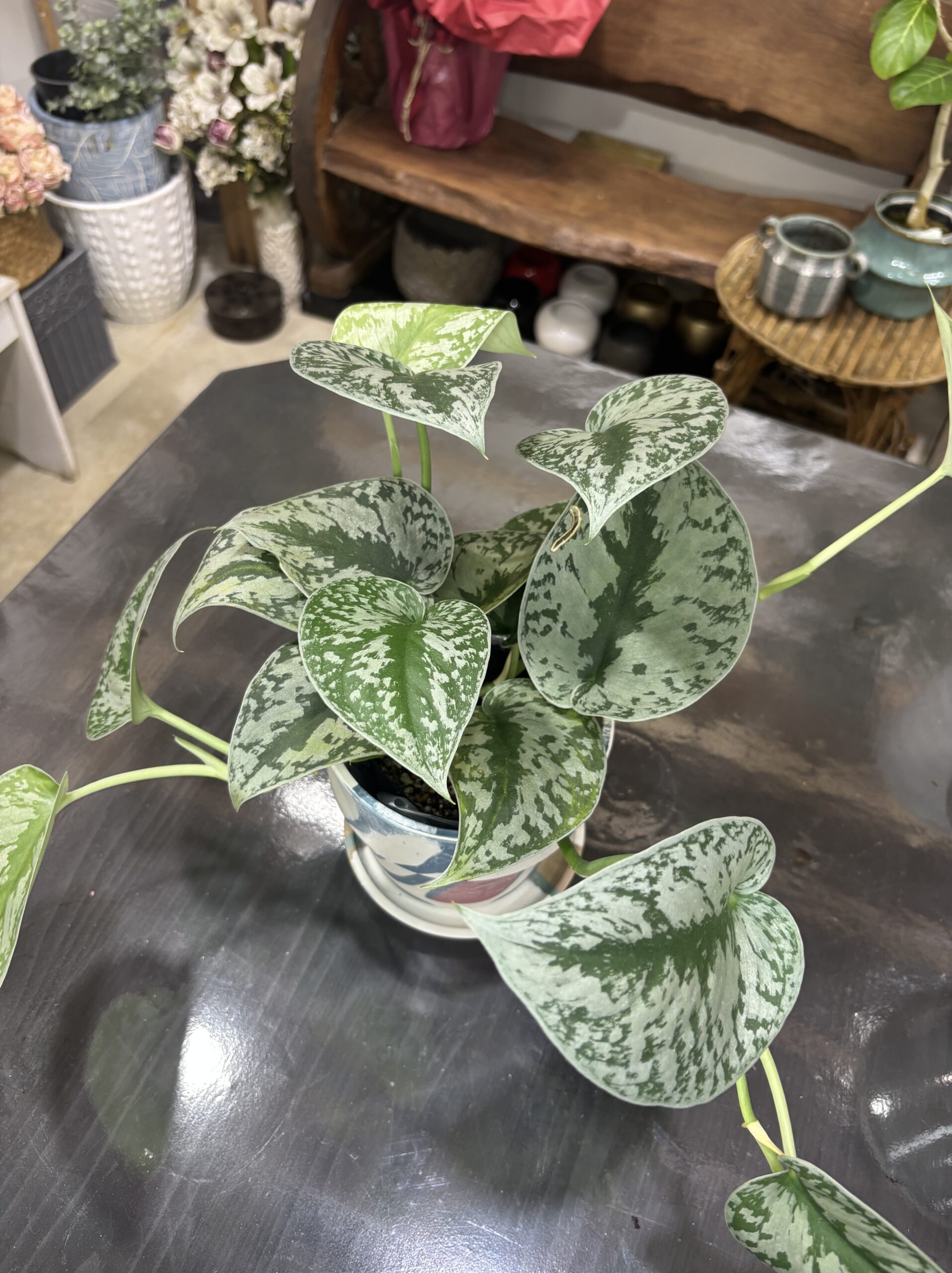 スキンダプサス・トレビー - 画像 (9)