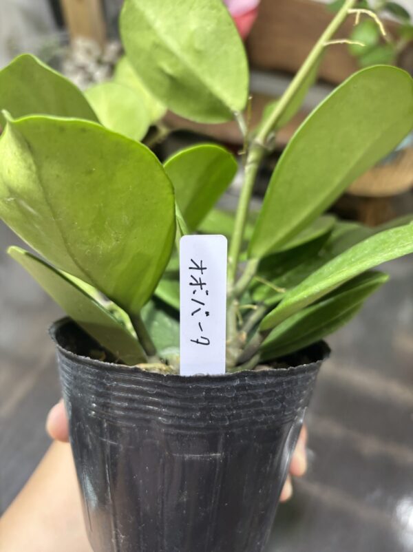 ホヤ　各種　3号 - 画像 (6)