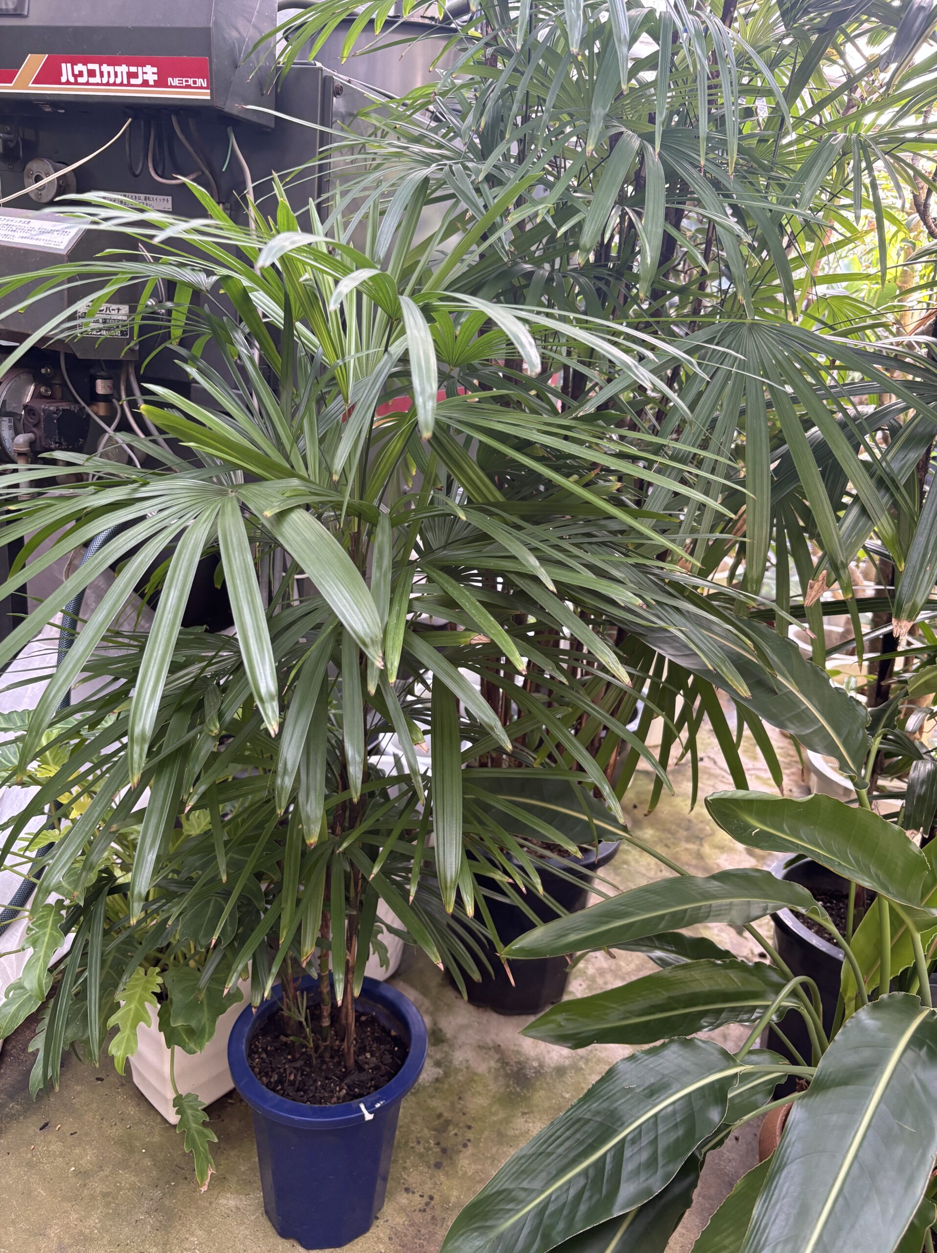 雰囲気で選ぶオシャレな観葉植物