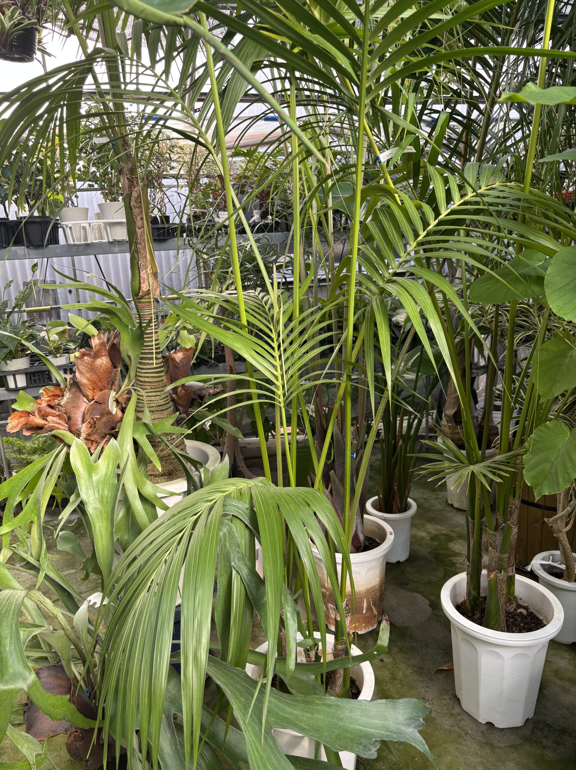 大きさで選ぶオシャレな観葉植物