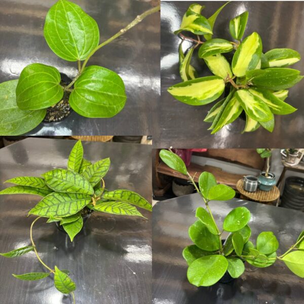 ホヤ　各種　3号