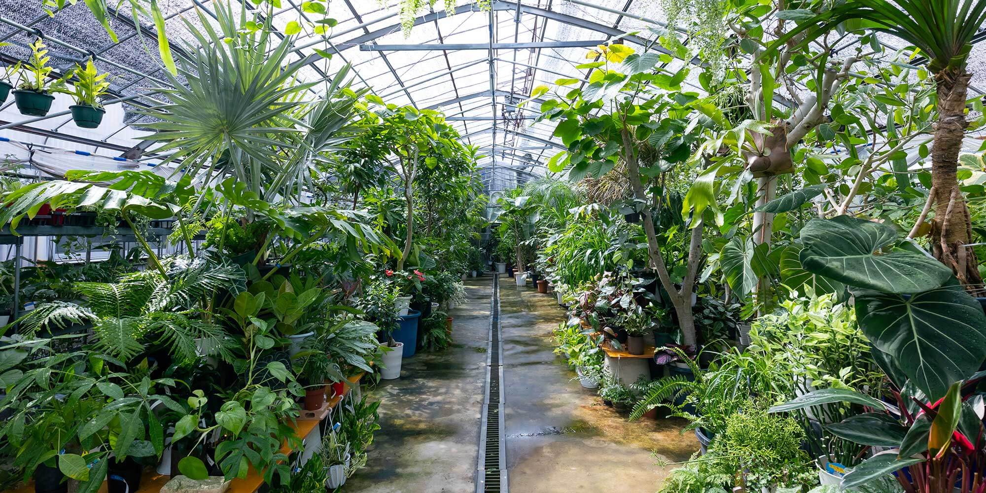 大阪で観葉植物の配達なら - 大型園芸店 Plants Shop Big Smile