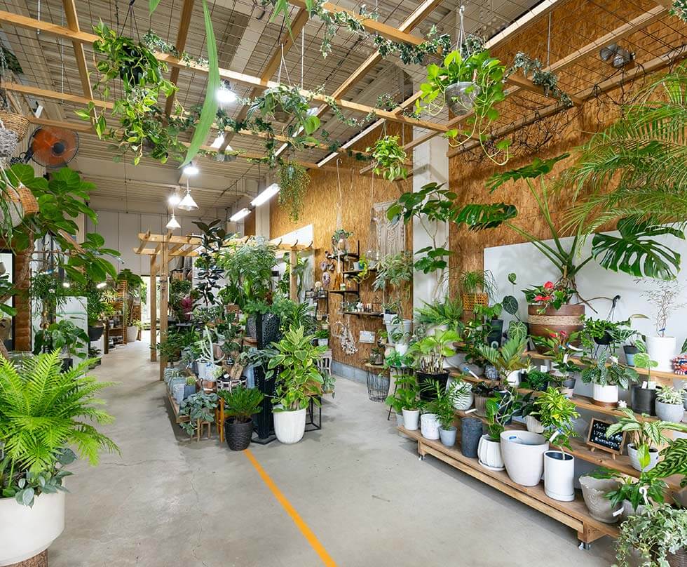 オシャレな空間を観葉植物でコーディネートするなら観葉植物専門店BIg Smileで