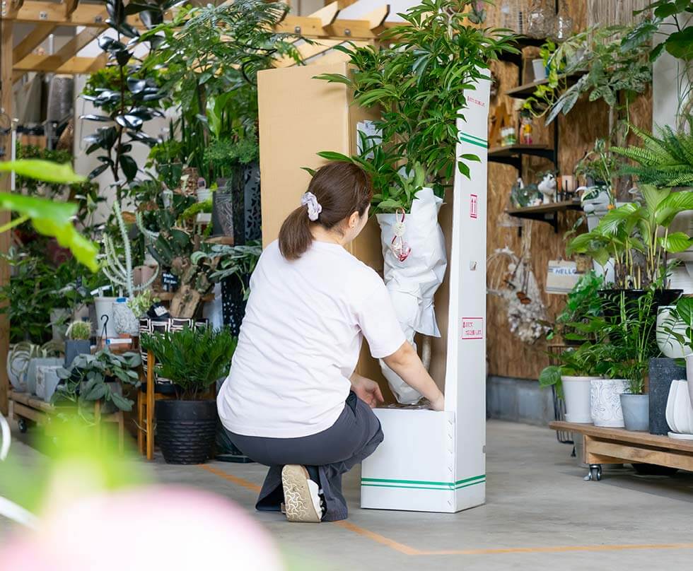 大阪で観葉植物の配達なら - 大型園芸店 Plants Shop Big Smile