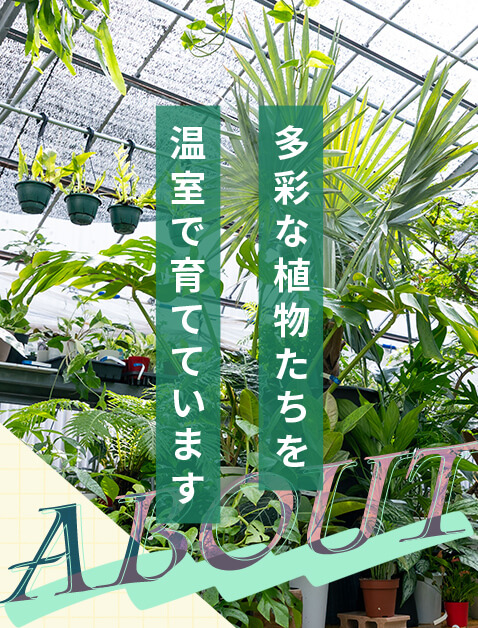 アンスリウム・レッドダークフェニックス 4号 | Plants Shop Big Smile