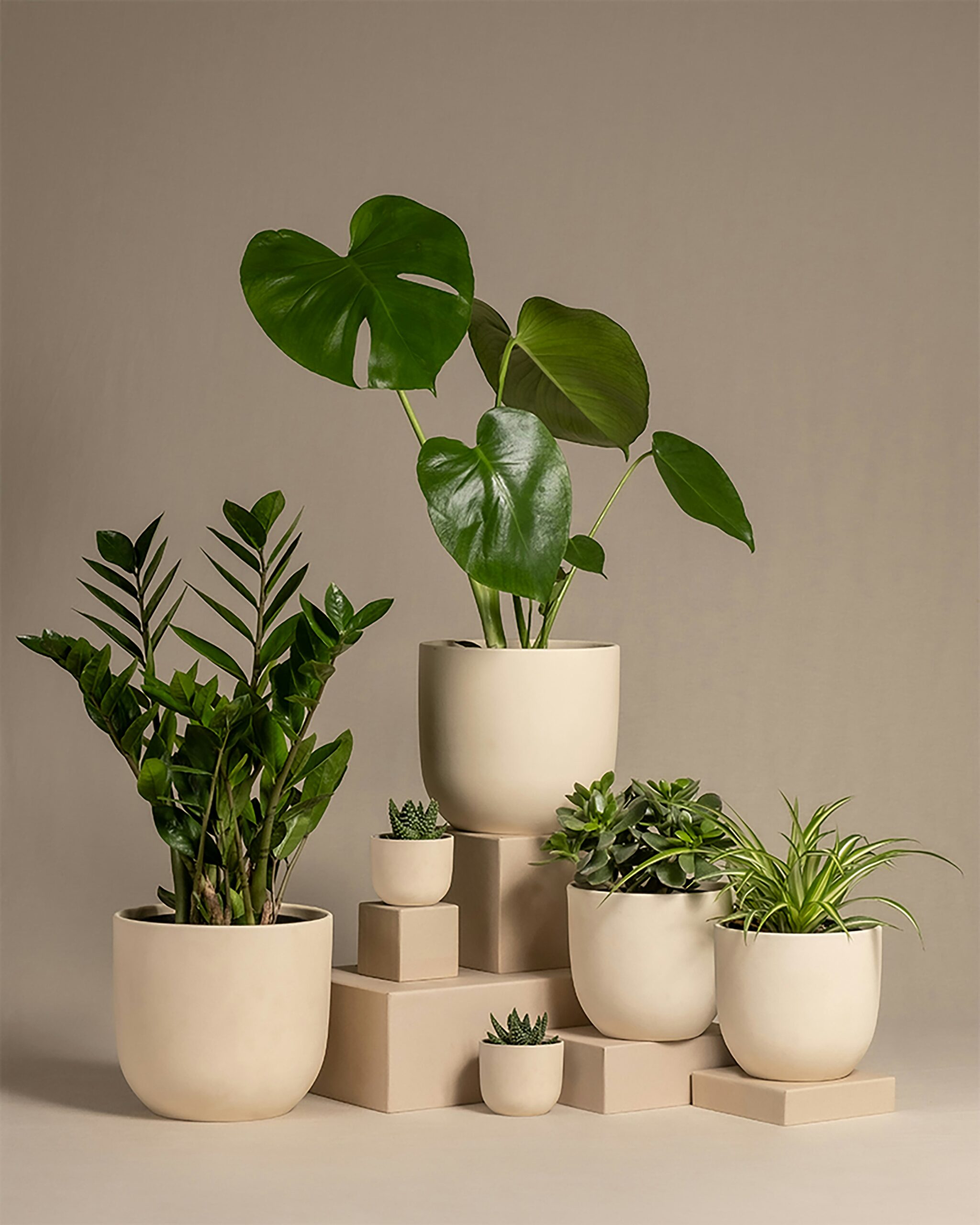 大きさで選ぶオシャレな観葉植物