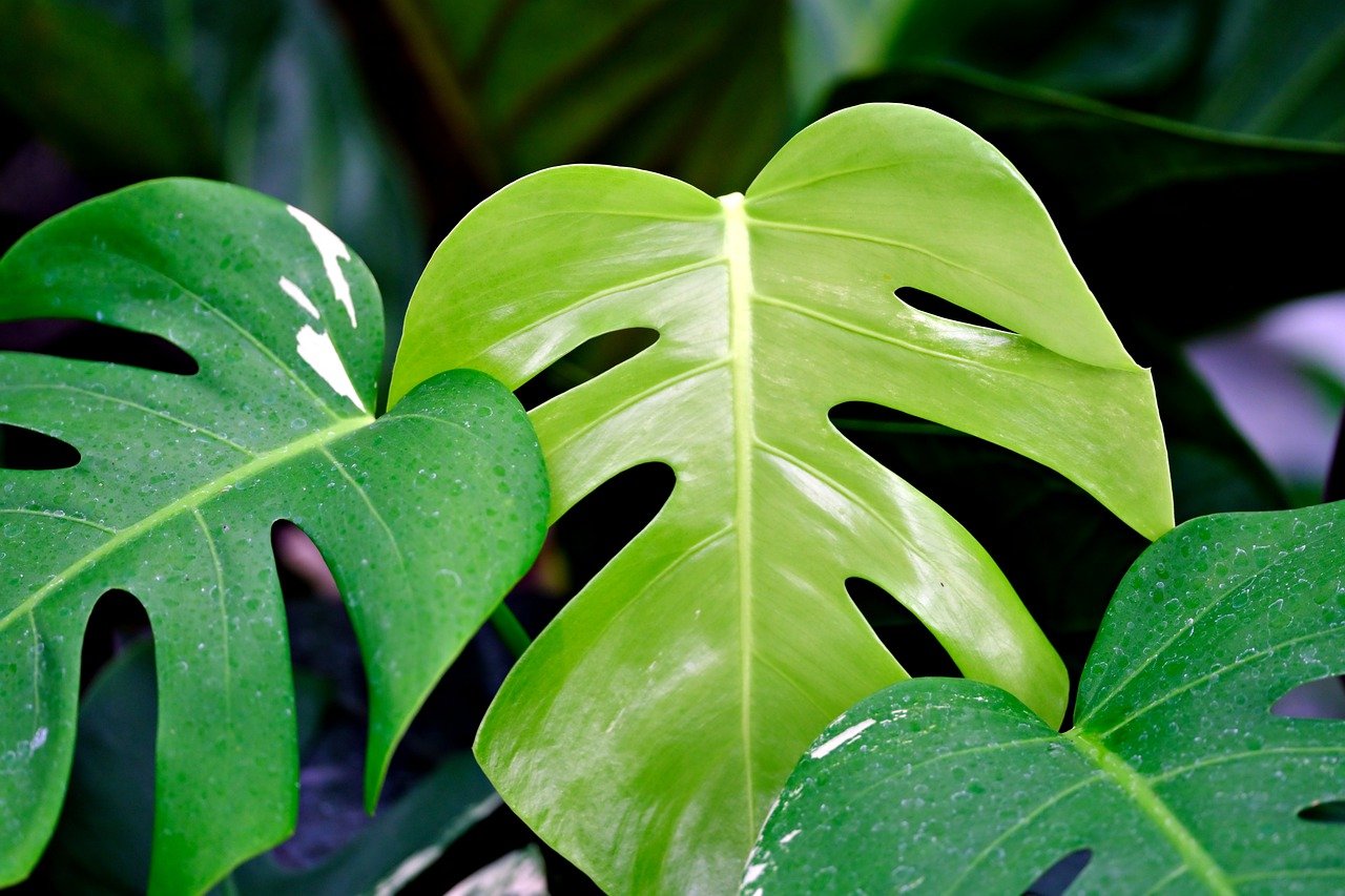 大きさで選ぶオシャレな観葉植物