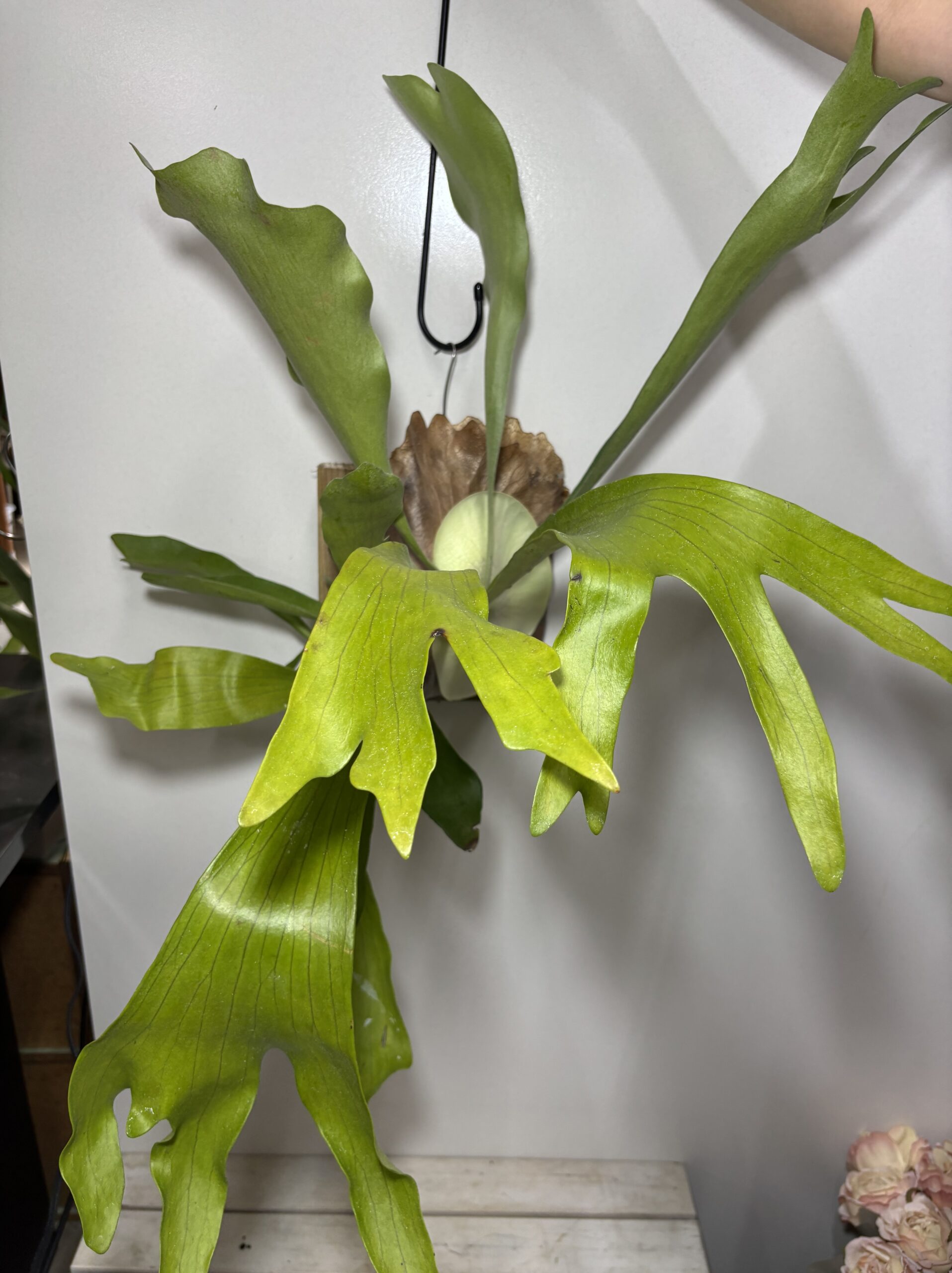 コウモリラン 板付き