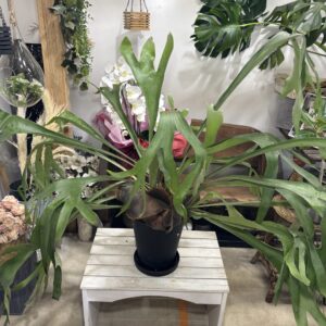コウモリラン・ネザーランド | Plants Shop Big Smile 通販