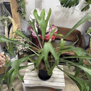 コウモリラン コウモリラン（ビカクシダ） Mossball / Atelier Works Collection