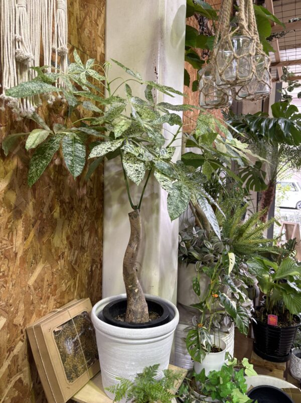 パキラ・ミルキーウェイ 8号 | Plants Shop Big Smile 通販