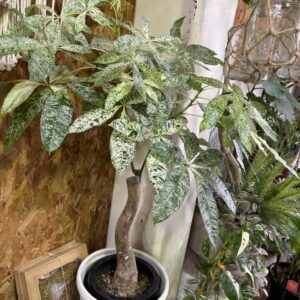 パキラ・ミルキーウェイ 8号 | Plants Shop Big Smile 通販