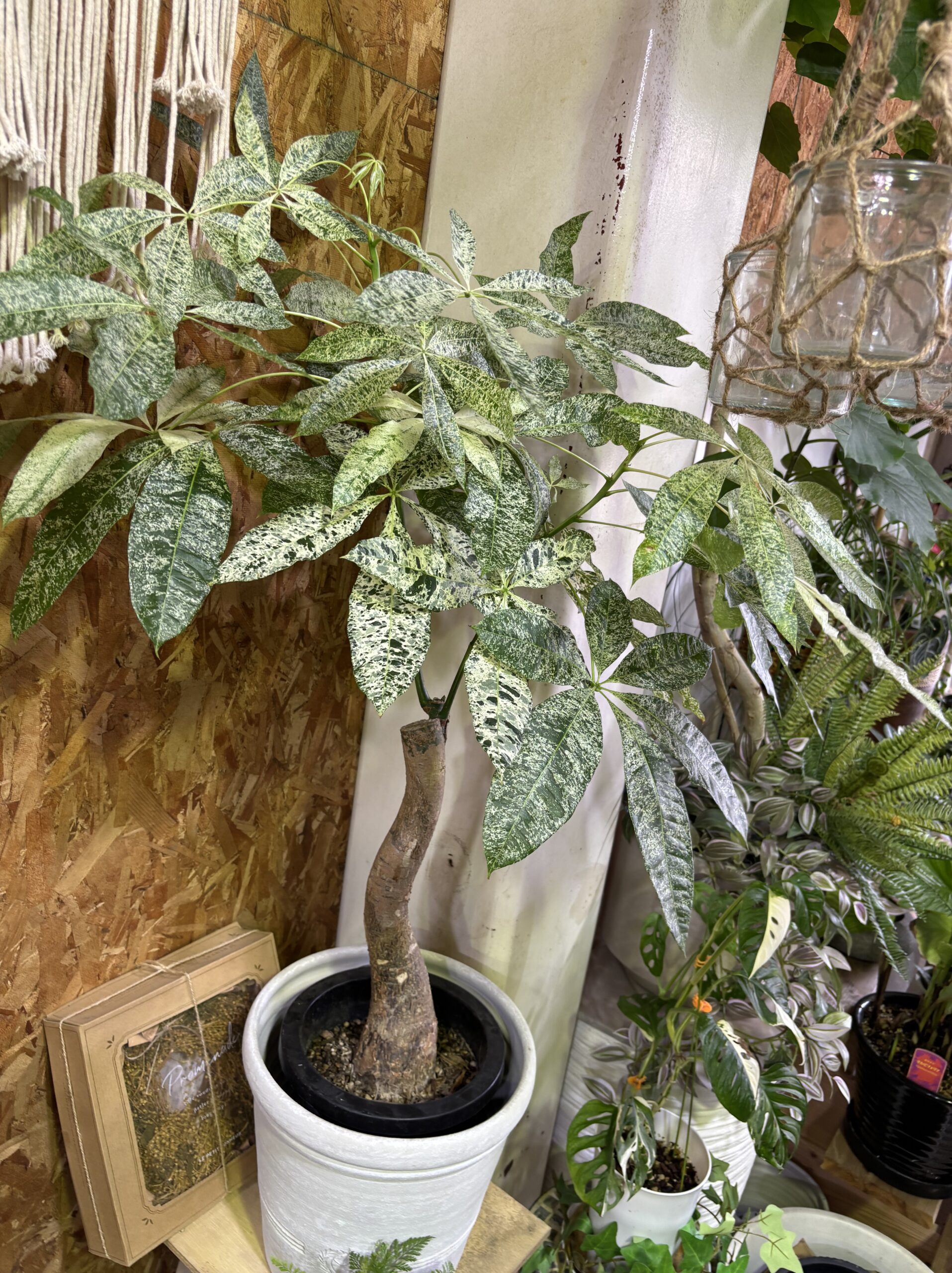 パキラ・ミルキーウェイ 8号