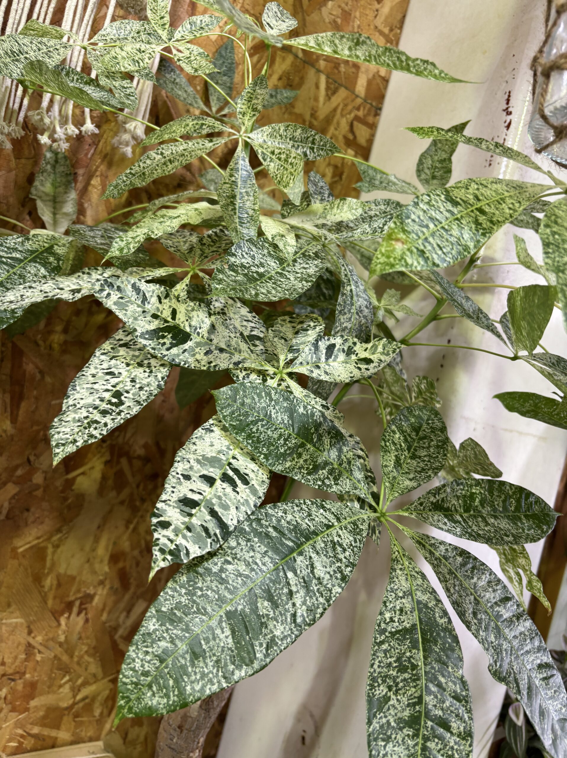 パキラ・ミルキーウェイ 8号 - 画像 (4)