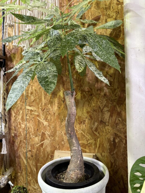 パキラ・ミルキーウェイ 8号 | Plants Shop Big Smile 通販