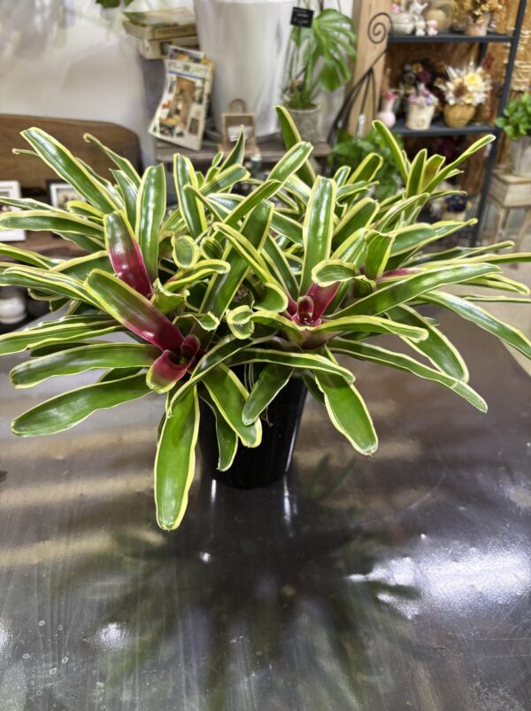 ネオレゲリア・ファイヤーボール 6号 | Plants Shop Big Smile 通販