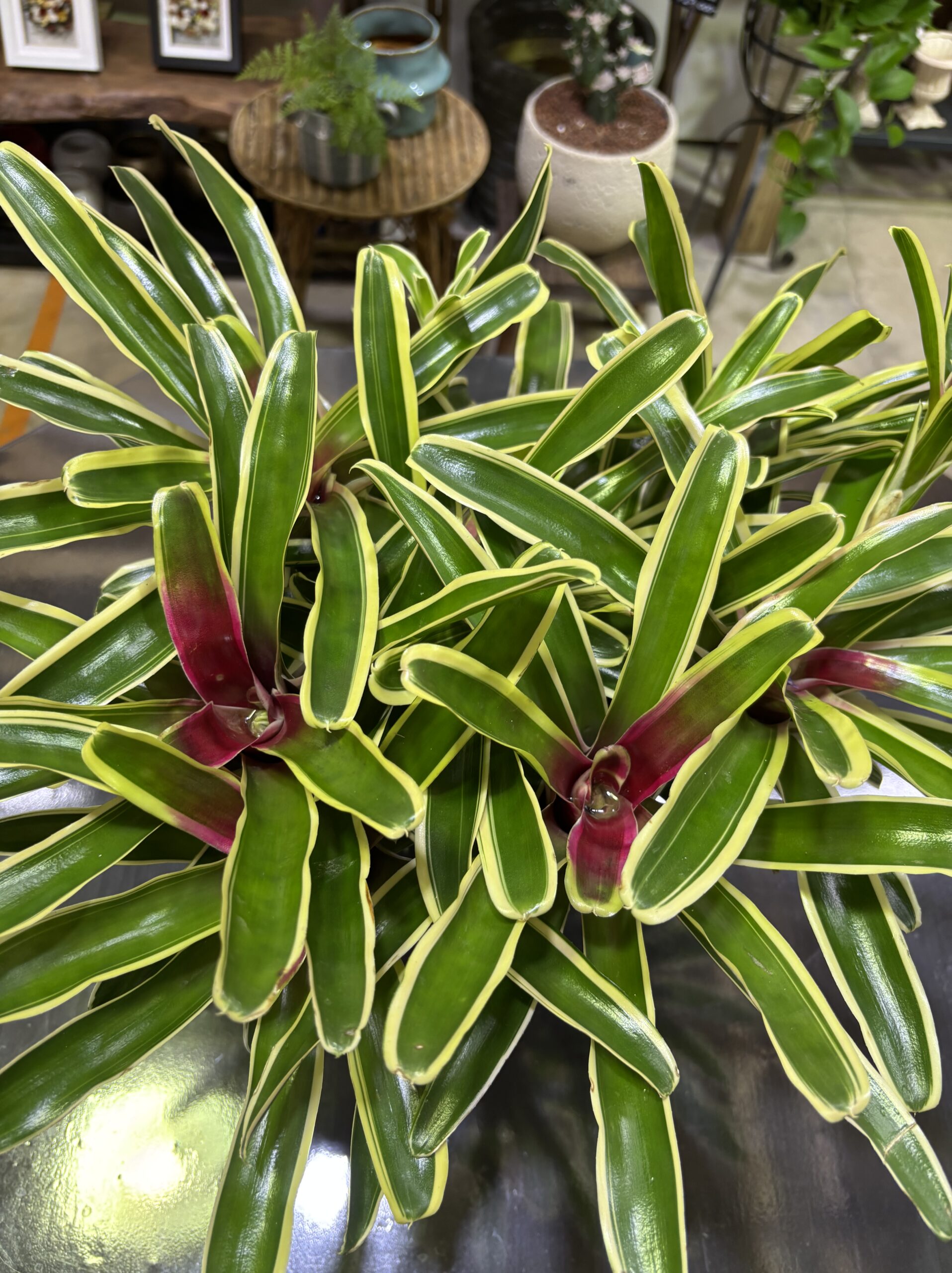 ネオレゲリア・ファイヤーボール 6号 - 画像 (2)