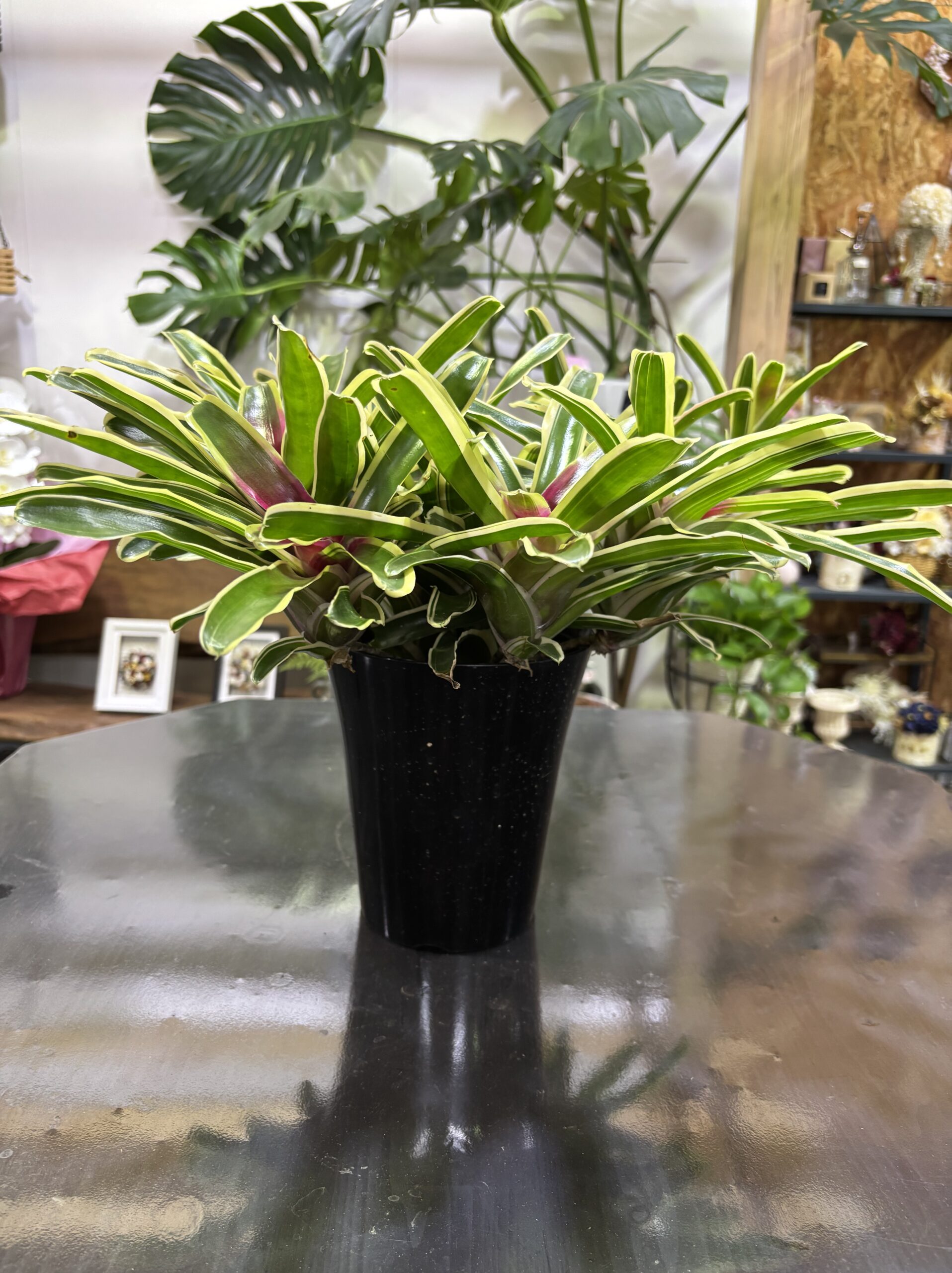 ネオレゲリア・ファイヤーボール 6号 - 画像 (3)