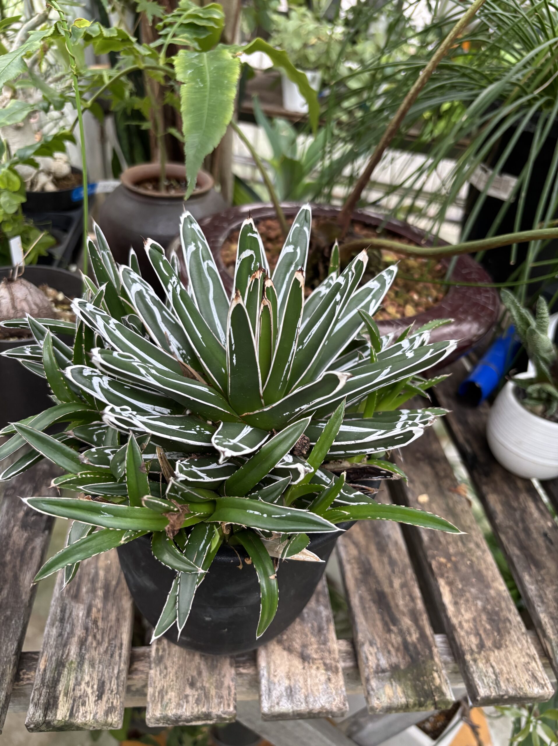 アガベ・ササノユキ 5号 - 画像 (4)