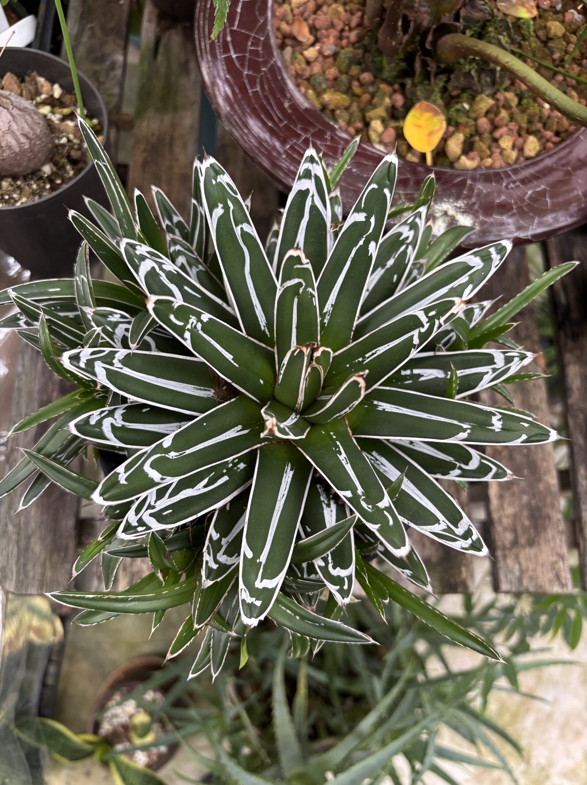 アガベ・ササノユキ 5号