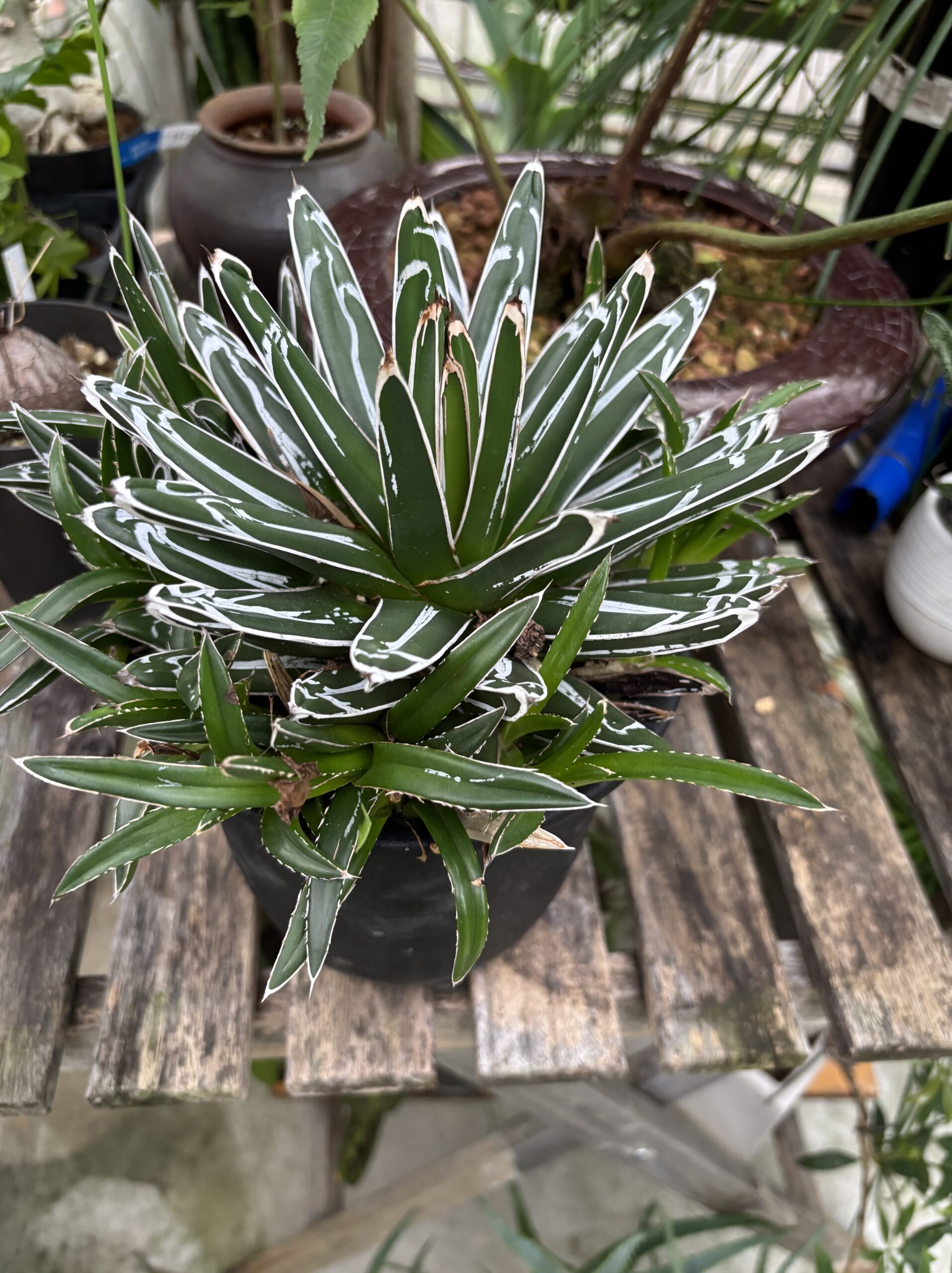 アガベ・ササノユキ 5号 - 画像 (2)