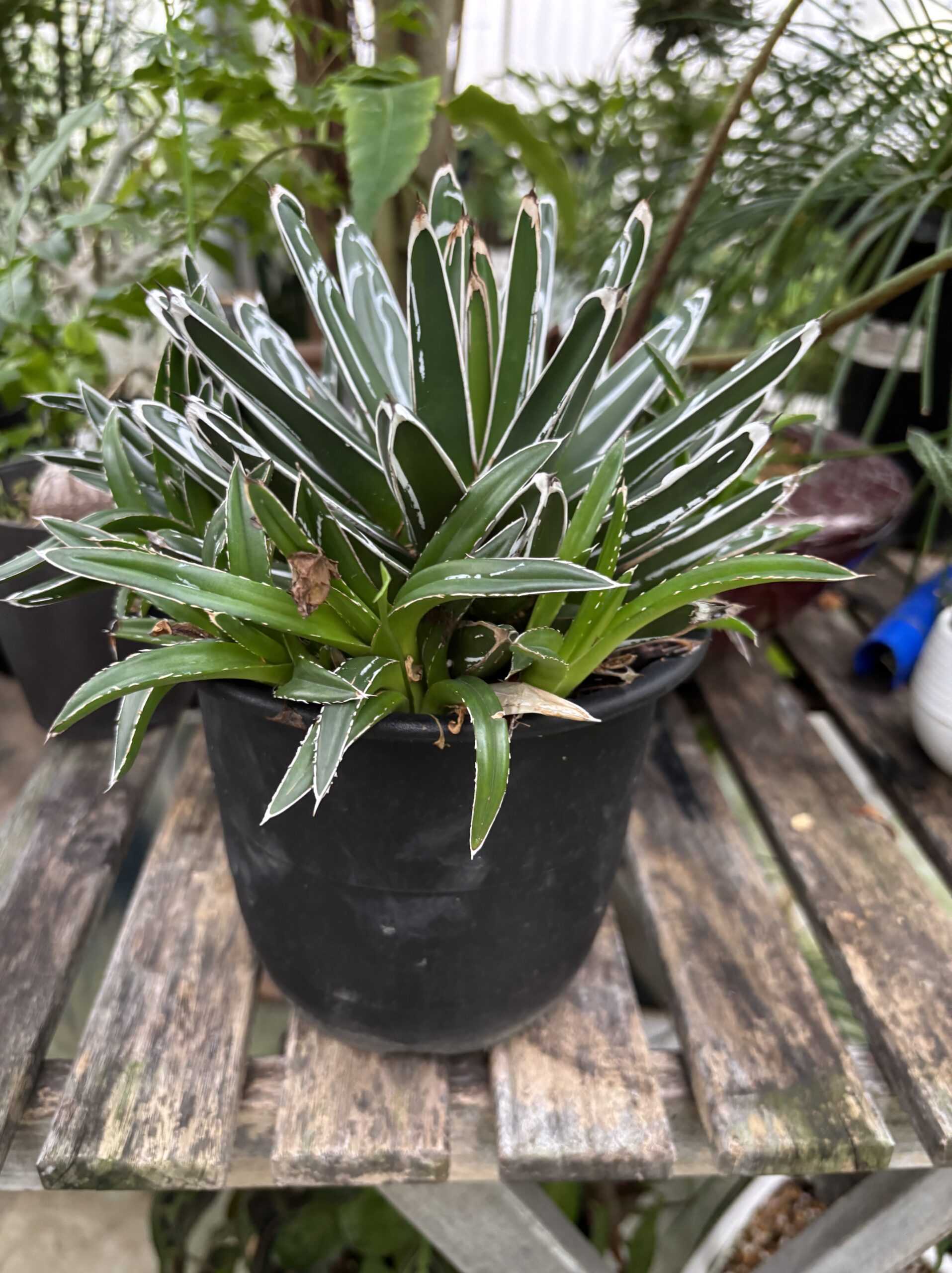 アガベ・ササノユキ 5号 - 画像 (3)