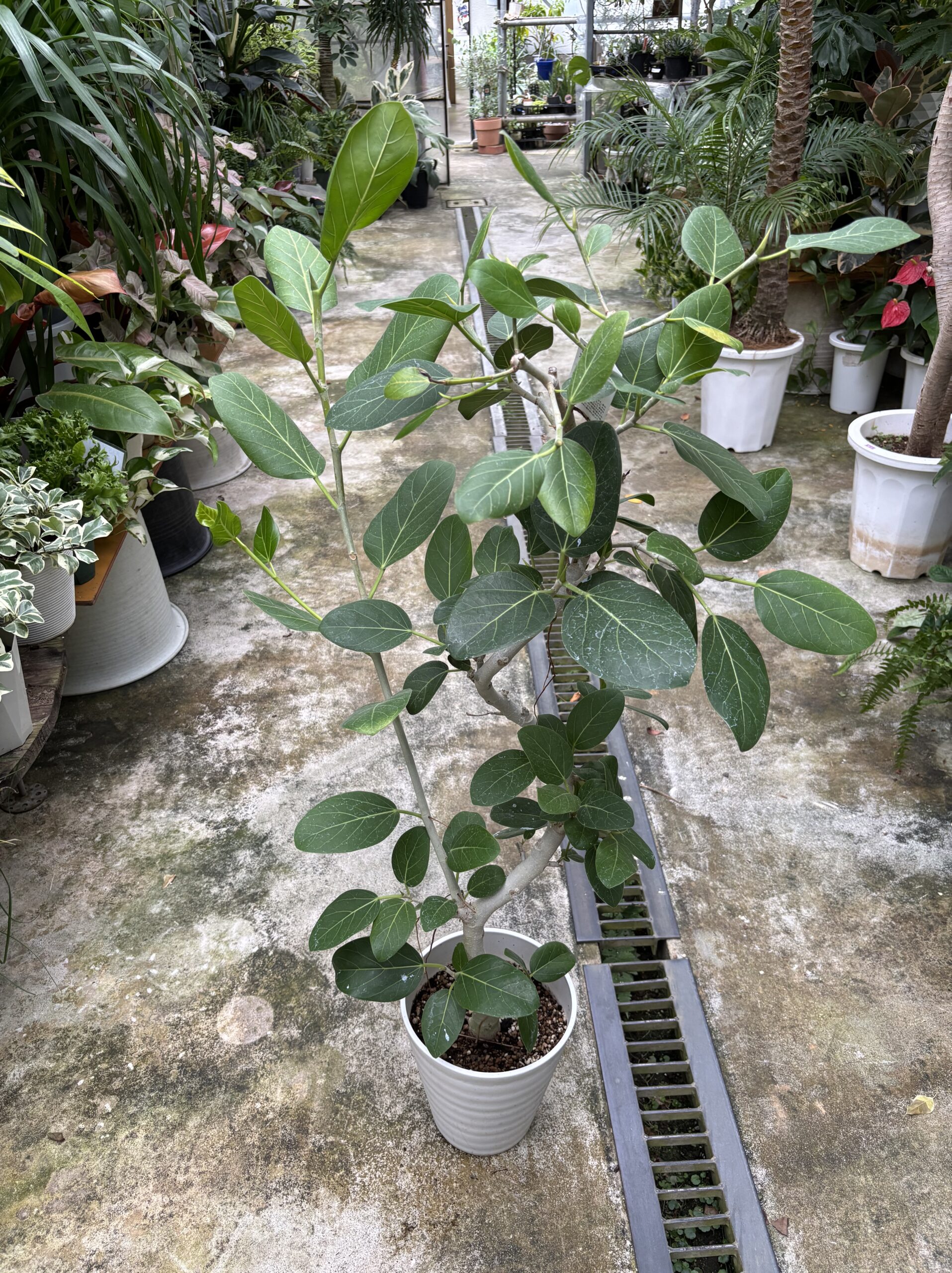 フィカス・ベンガレンシス 曲がり - 画像 (5)