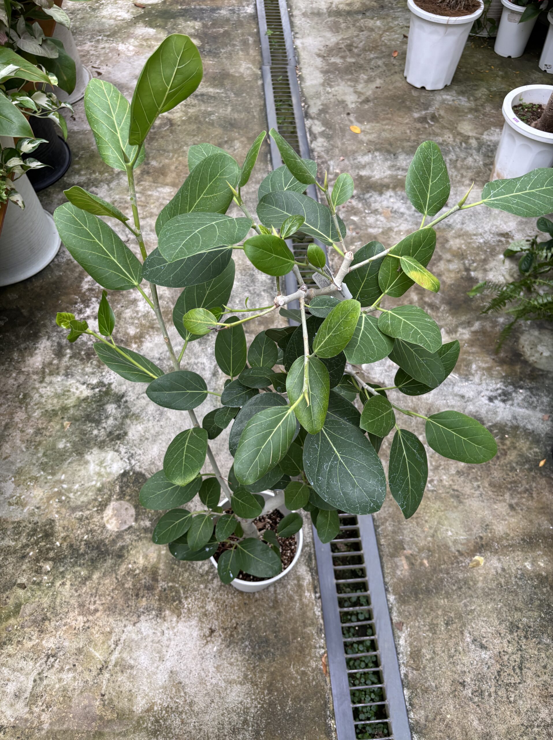 フィカス・ベンガレンシス 曲がり - 画像 (6)