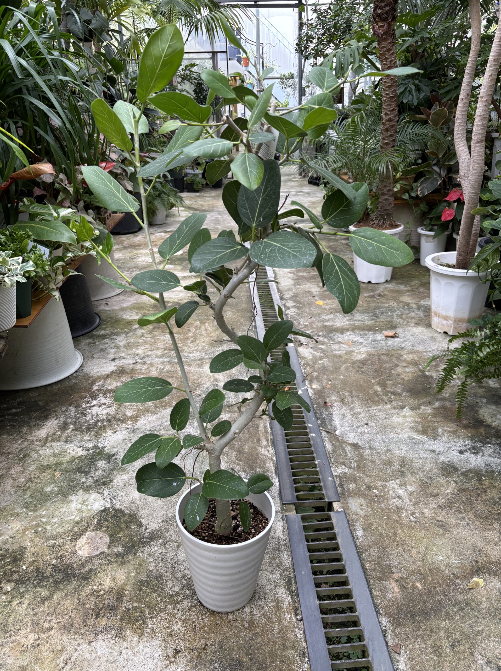 フィカス・ベンガレンシス 曲がり - 画像 (7)