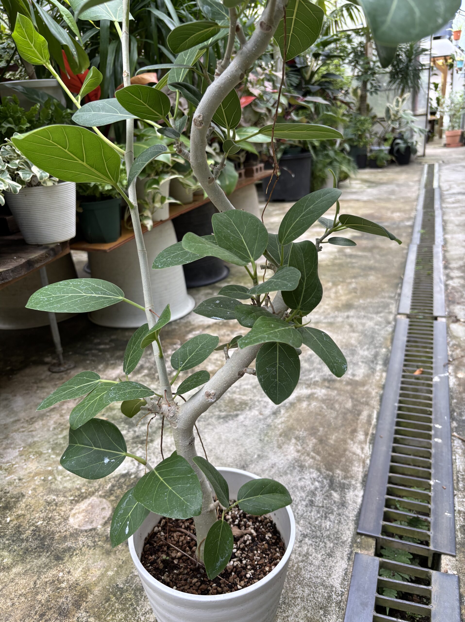 フィカス・ベンガレンシス 曲がり - 画像 (8)