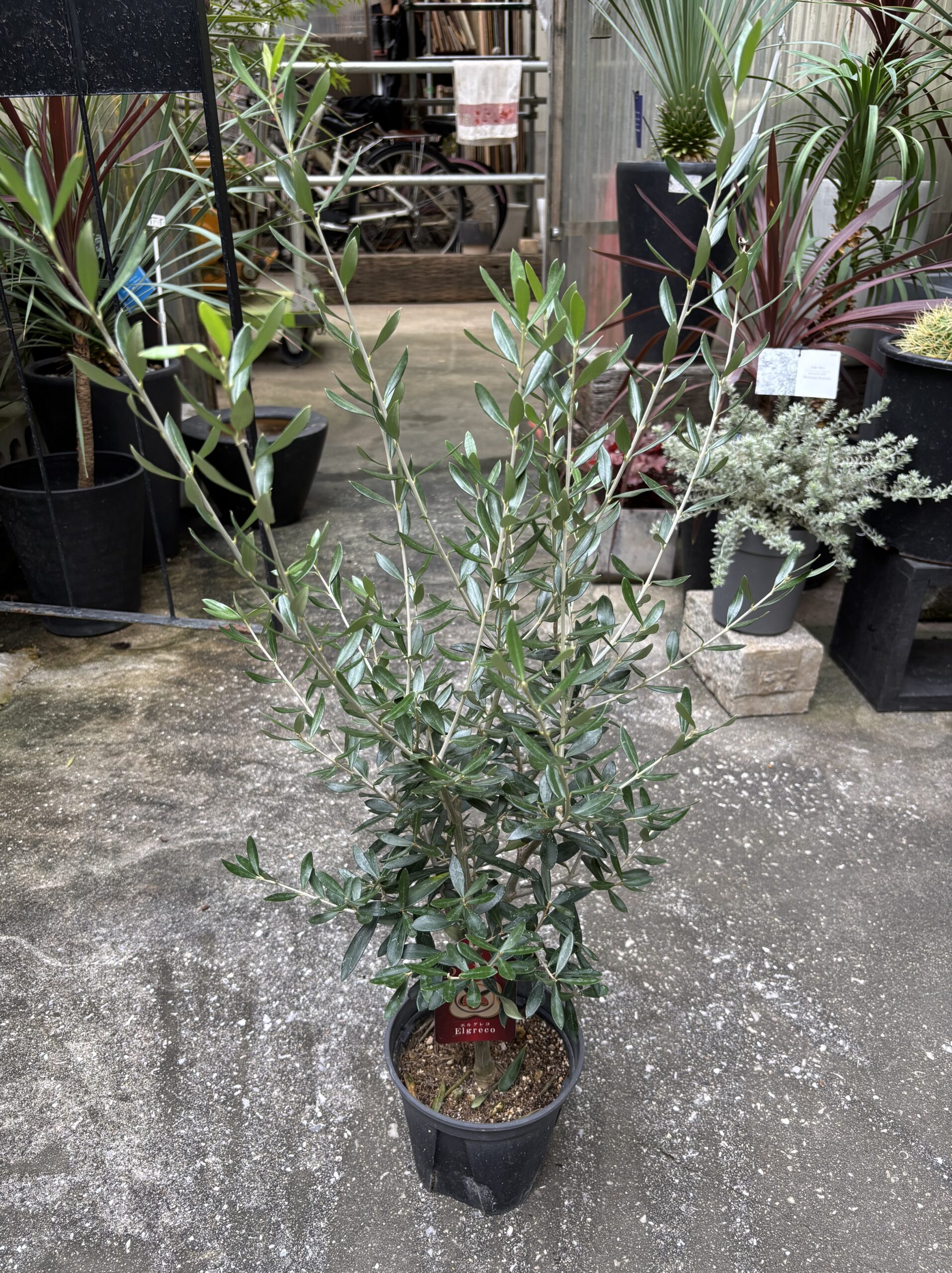 オリーブ・エルグレコ 5号 - 画像 (6)