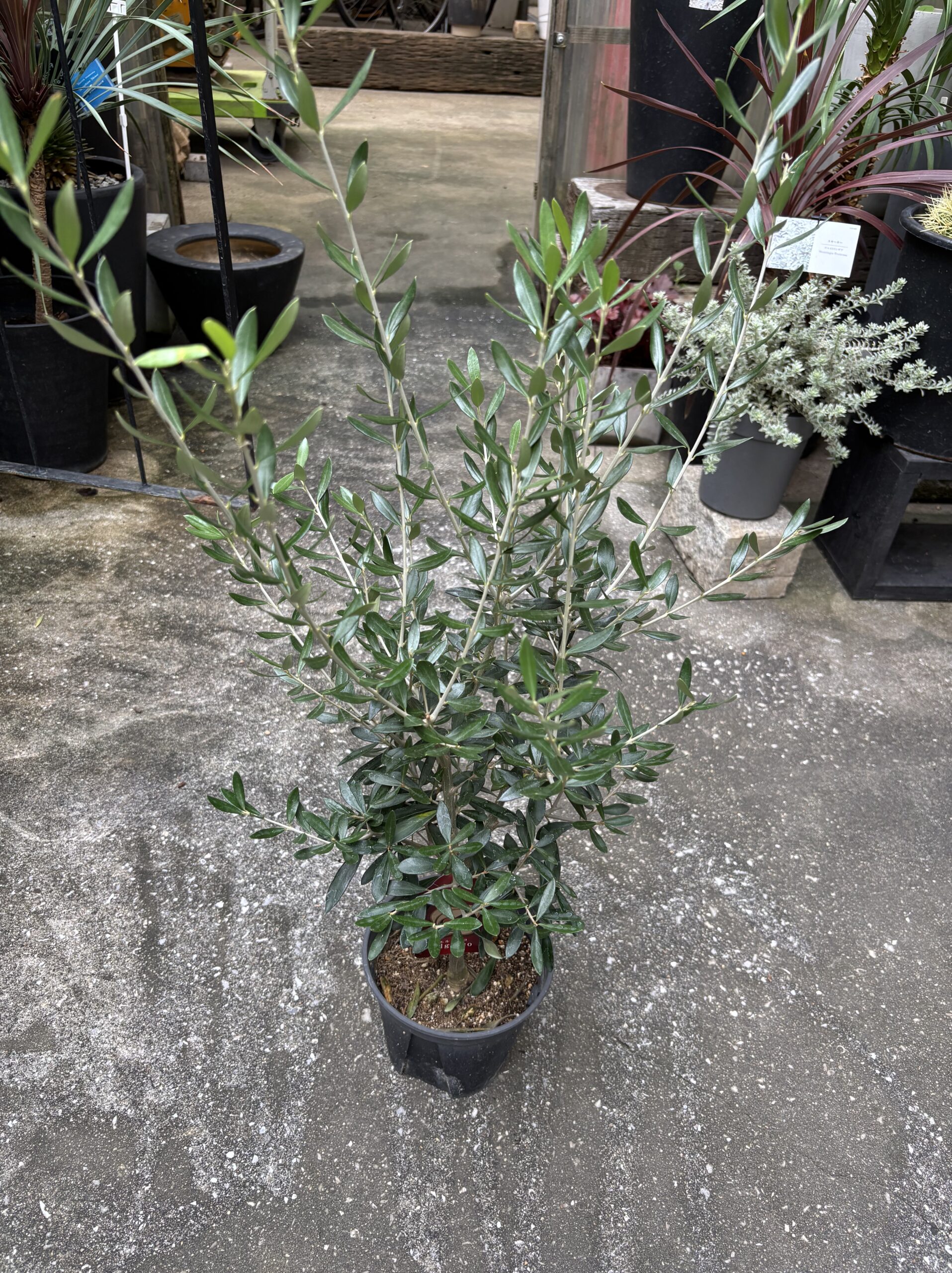 オリーブ・エルグレコ 5号